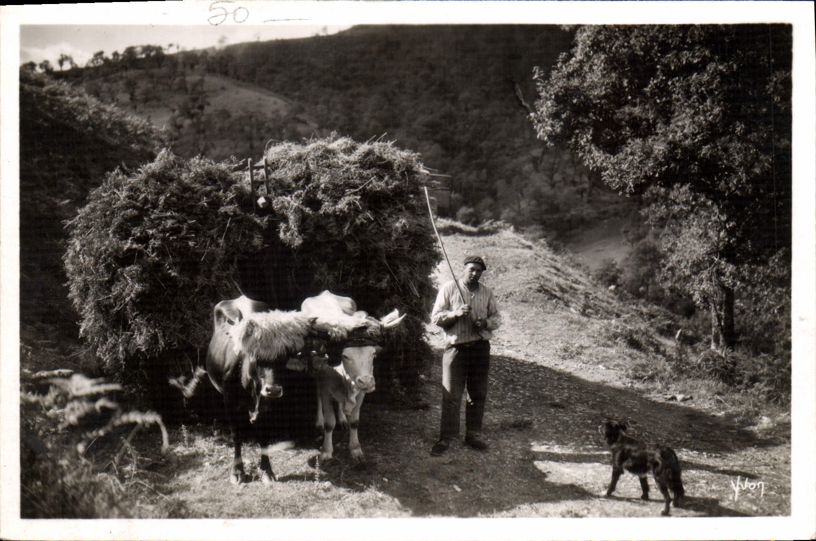 El folklore de la POSTAL de la VENDIMIA dimensiona el vasco santo de basque Jean de Luz Attelage