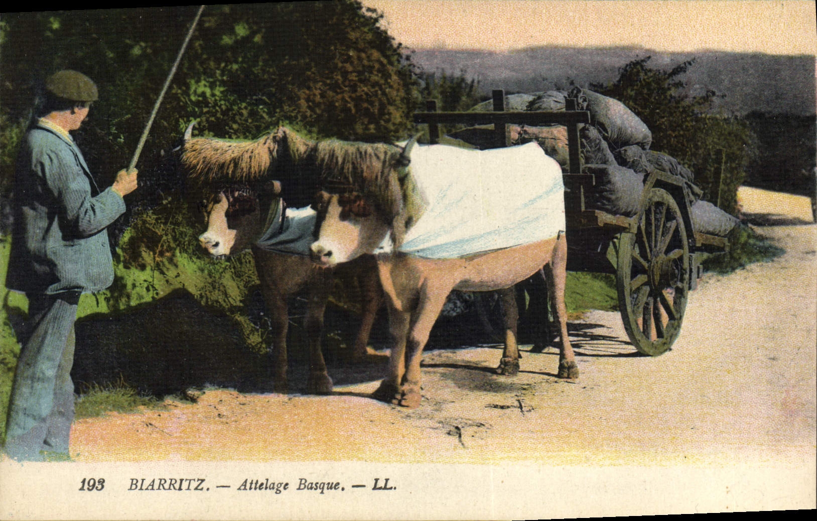 VINTAGE POSTCARD Folklore Basque Biarritz Coach Oxen