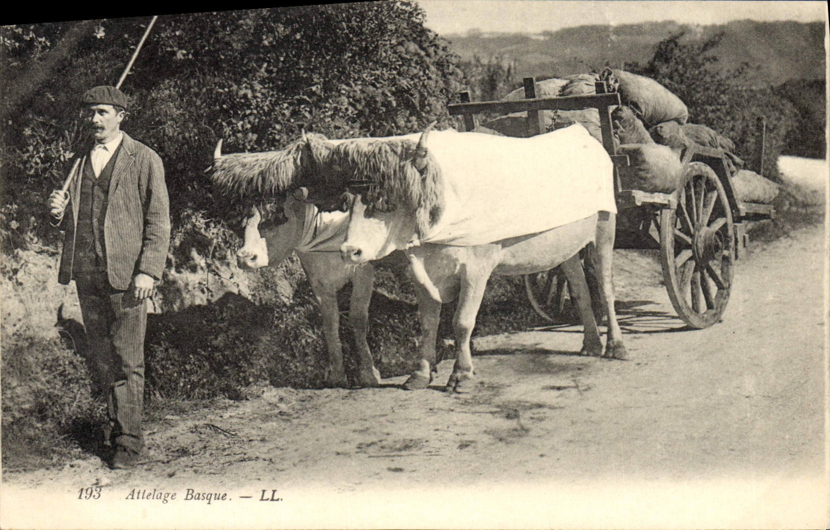 CPA Folklore Attelage Basque Beoufs 
