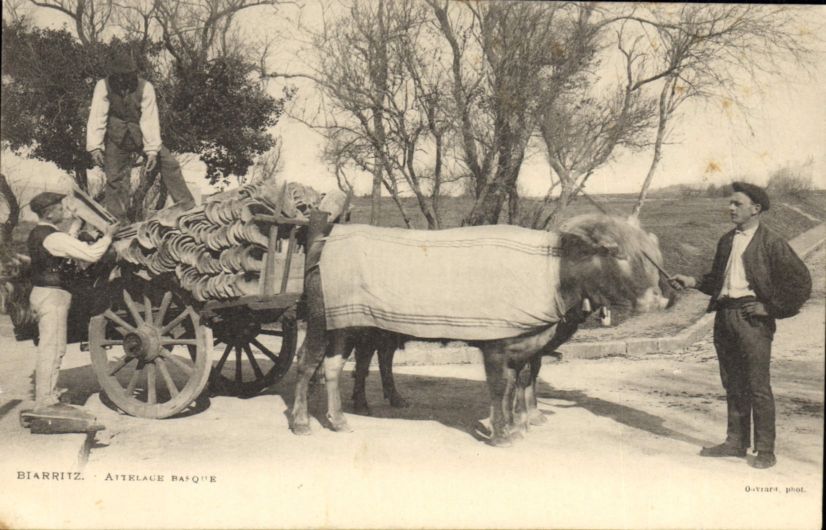CPA Folklore Biarritz Attelage Basque Boeufs