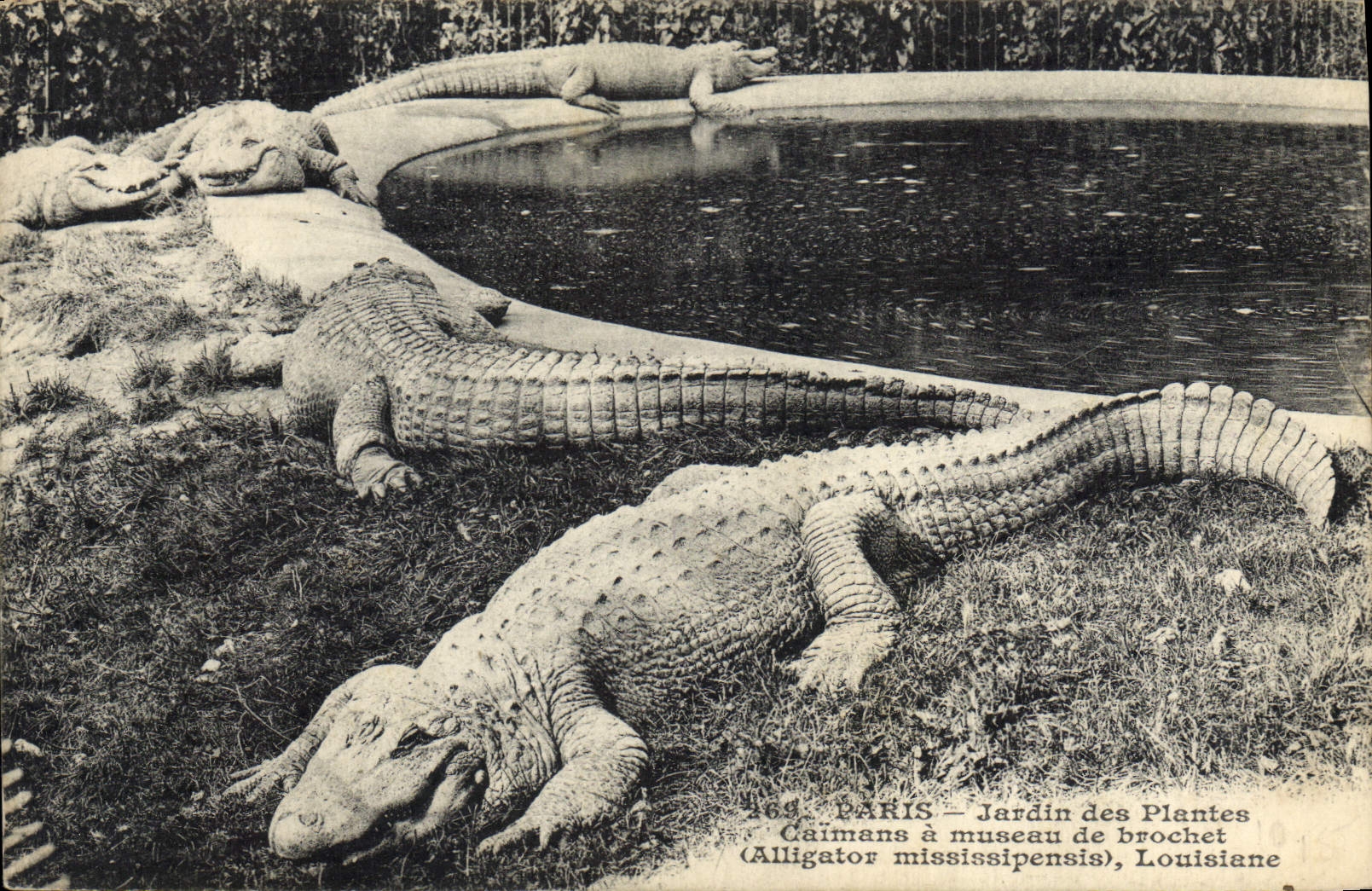 VINTAGE POSTCARD Paris Jadin of the Caimans plants has pike muzzle Alligator Mississipensis Louisiana Crocodile