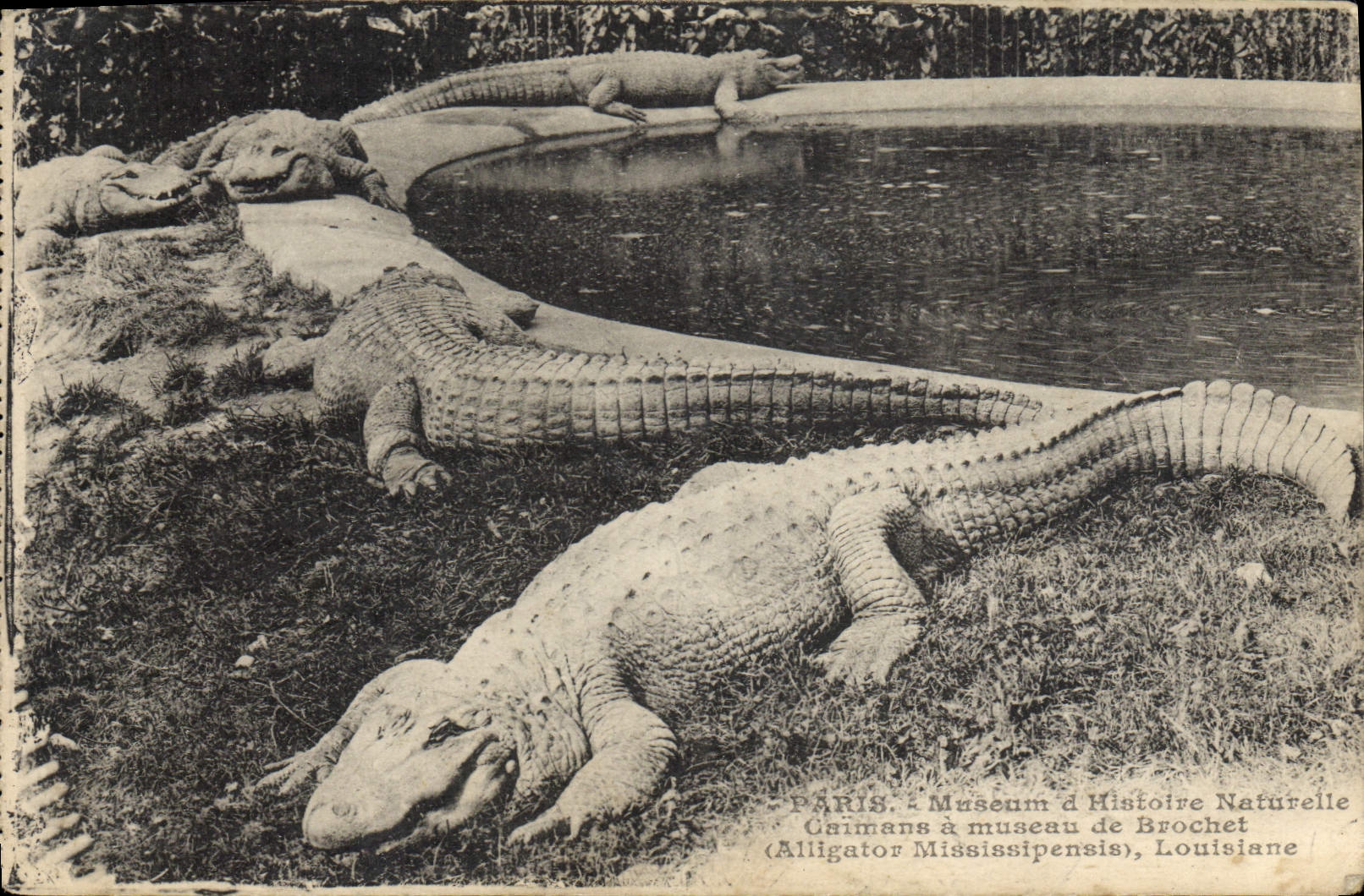 CPA Paris Jadin des plantes Caimans a museau de brochet Alligator Mississipensis Louisiane Crocodile