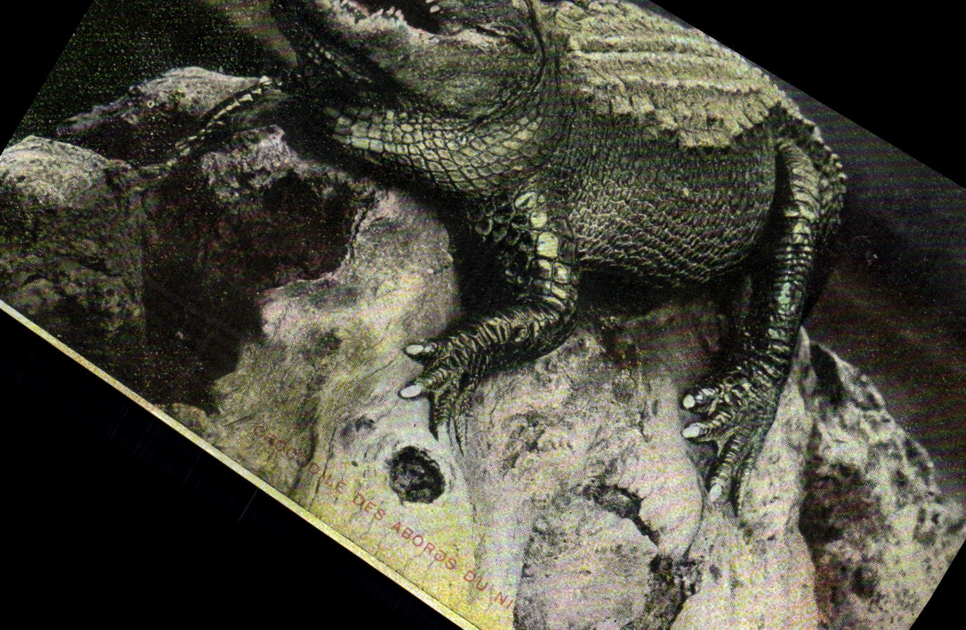 VINTAGE POSTCARD Crocodile With the accesses of the Nile