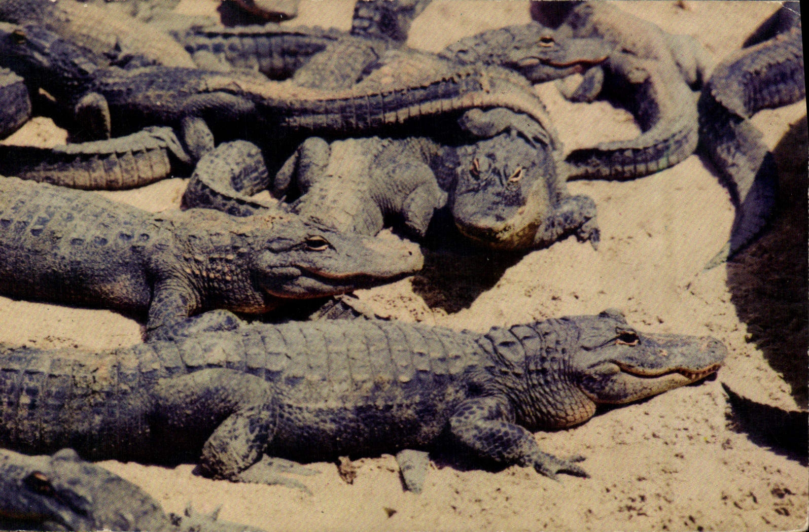 Cocodrilos de la Florida del cocodrilo de la POSTAL de la VENDIMIA