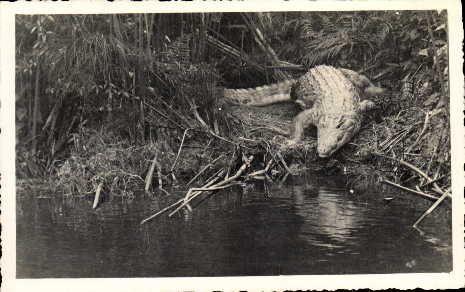 VINTAGE POSTCARD Crocodile Points Black AEF Gabon