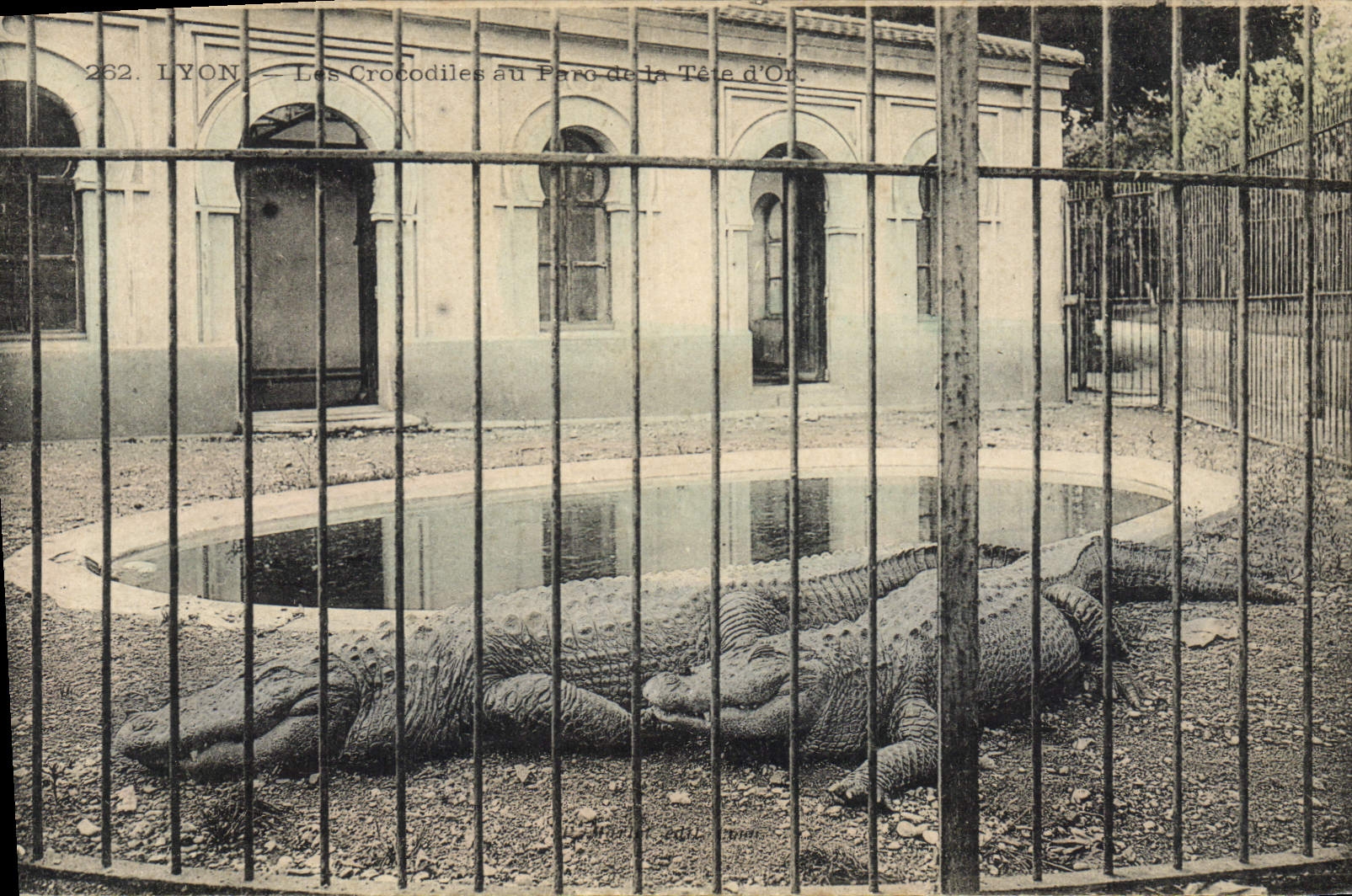 VINTAGE POSTCARD Lyon crocodiles with the Park of the Gold Head