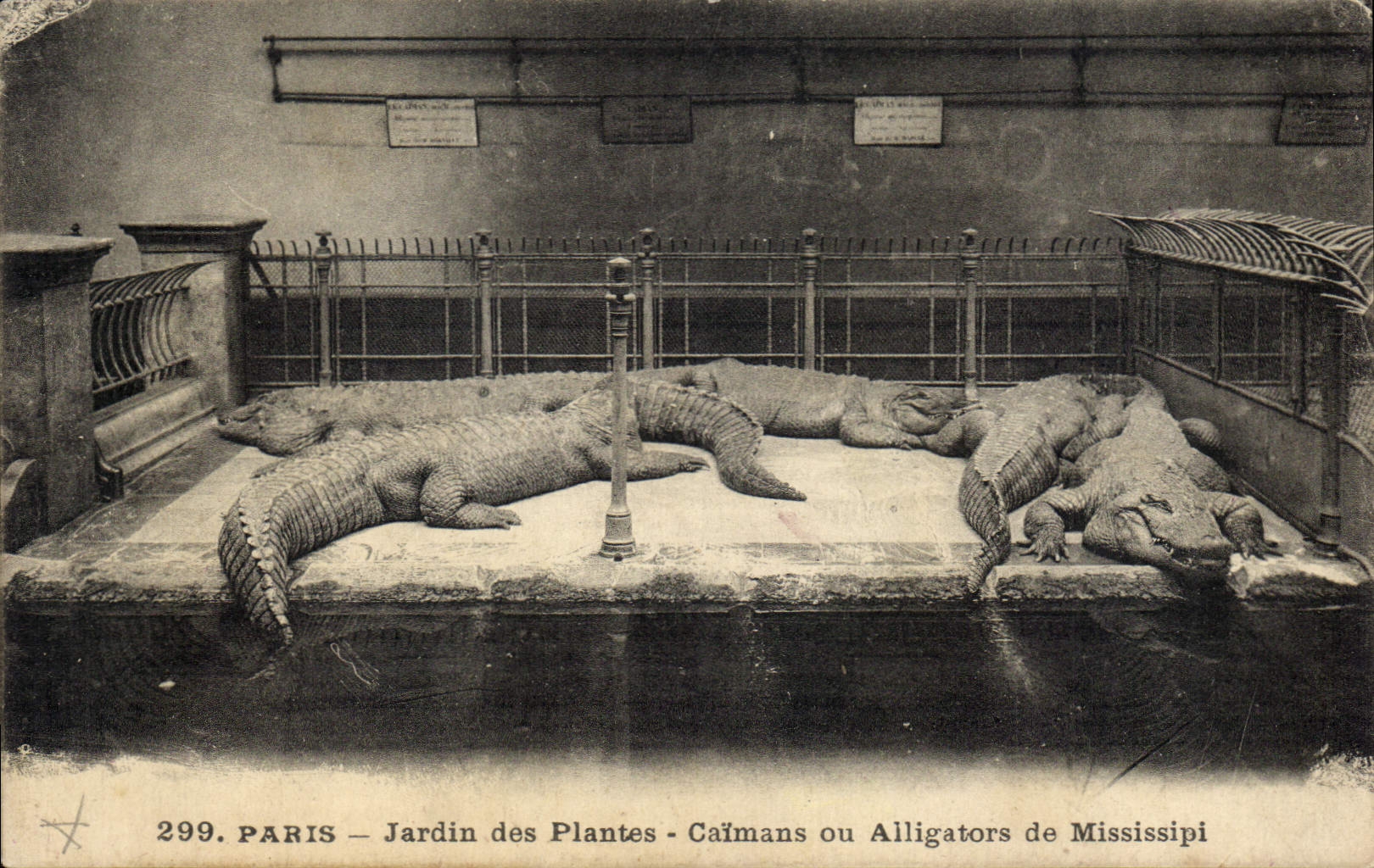 Caimans del jardín botánico de París de la POSTAL de la VENDIMIA o cocodrilos del Mississippi