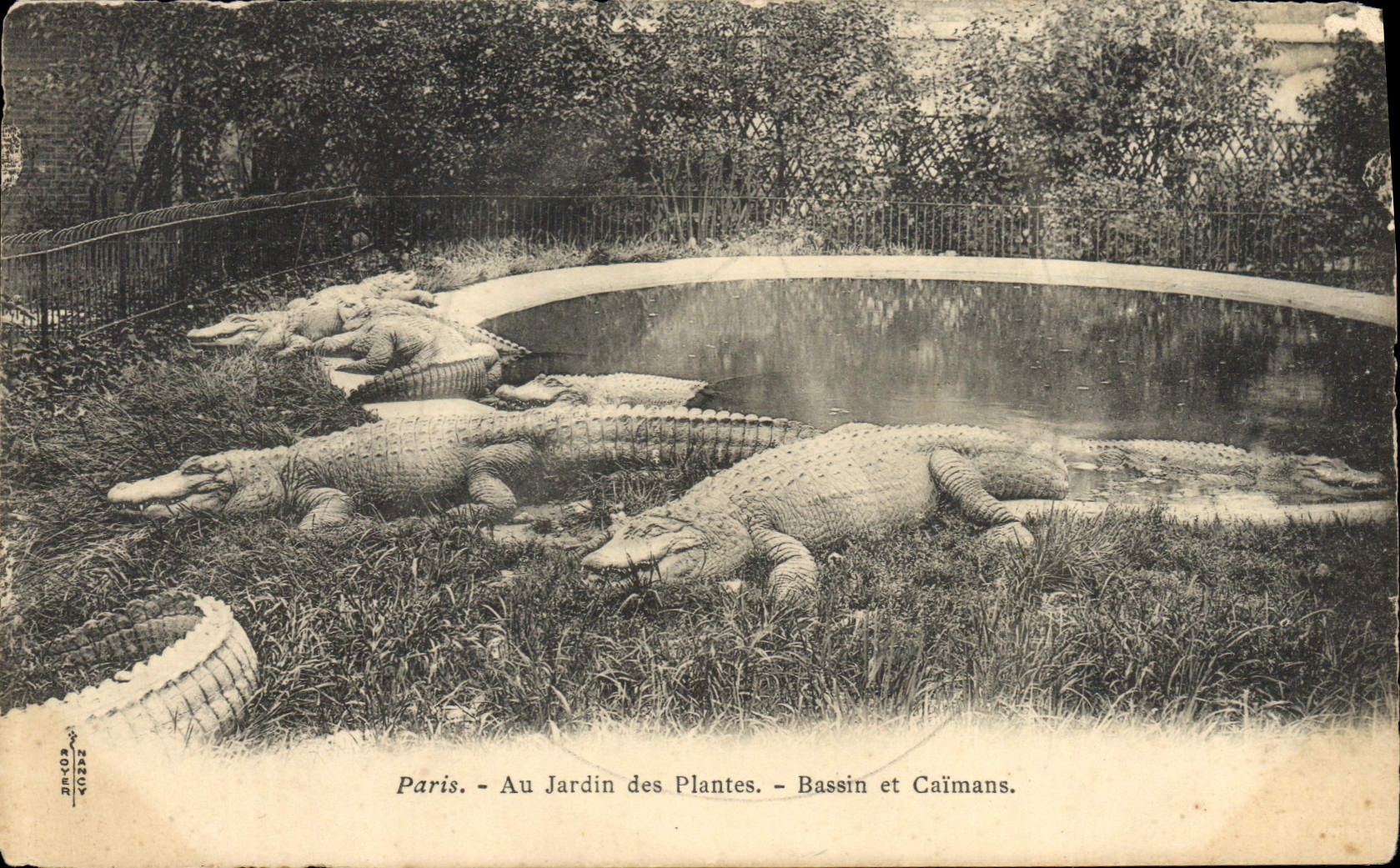 VINTAGE POSTCARD Paris Botanical garden Basin and caimans
