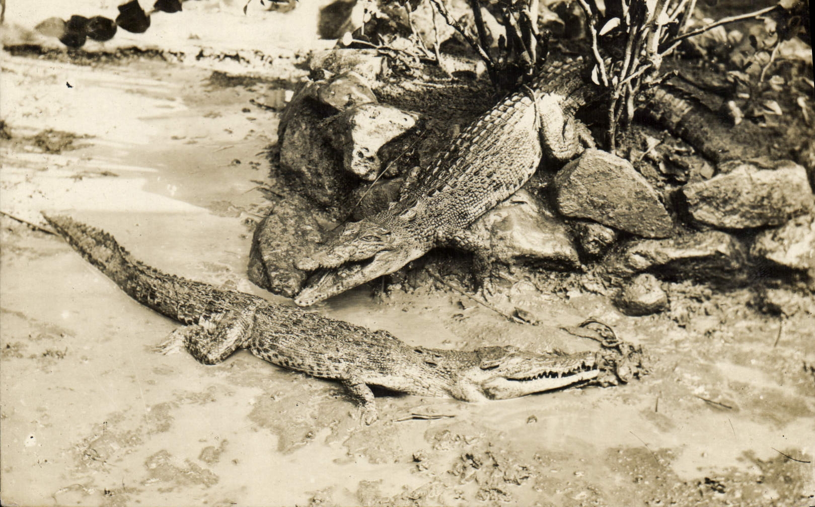 CARTE PHOTO Alligator Crocodile