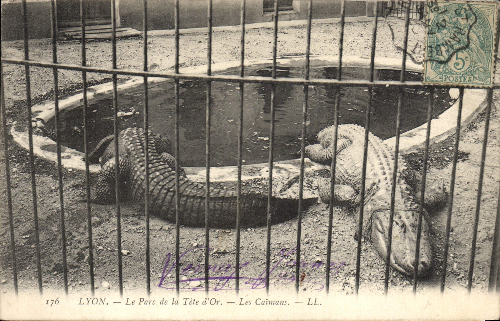 CPA Lyon Le Parc de la Tete d'Or Les caimans Crocodile