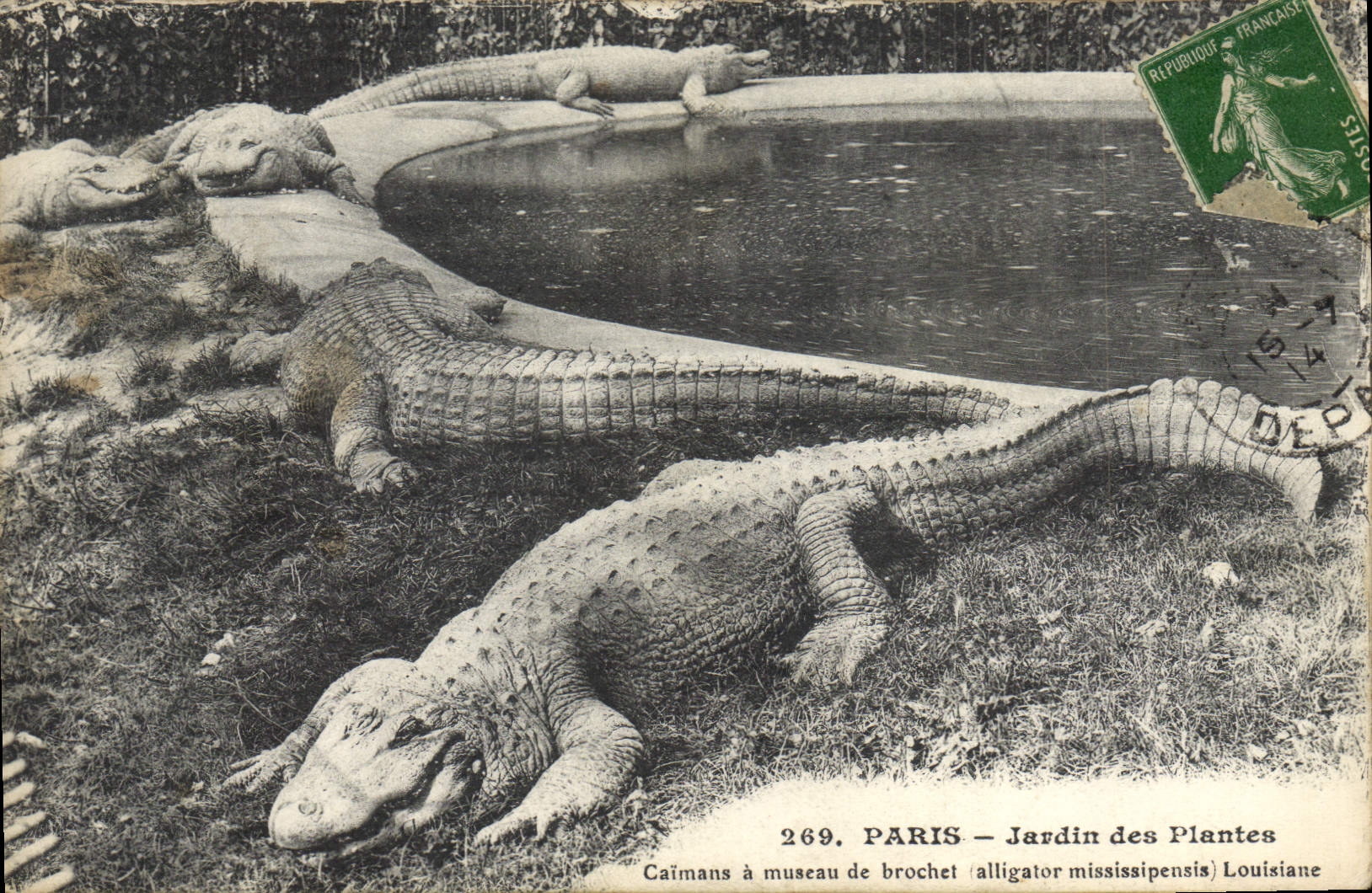 VINTAGE POSTCARD Paris Botanical garden Caimans has muzzle Alligator pike
