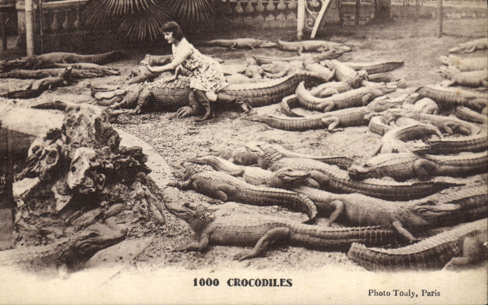 VINTAGE POSTCARD Crocodiles Crocodile