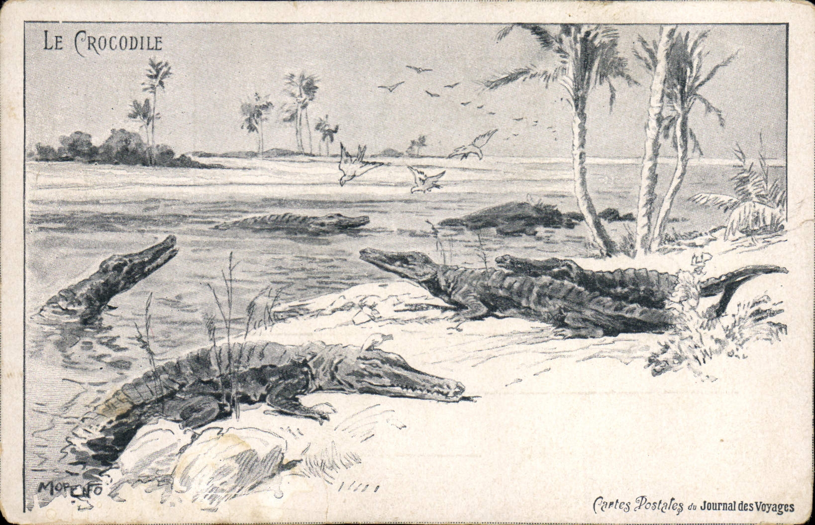 CPA Crocodile