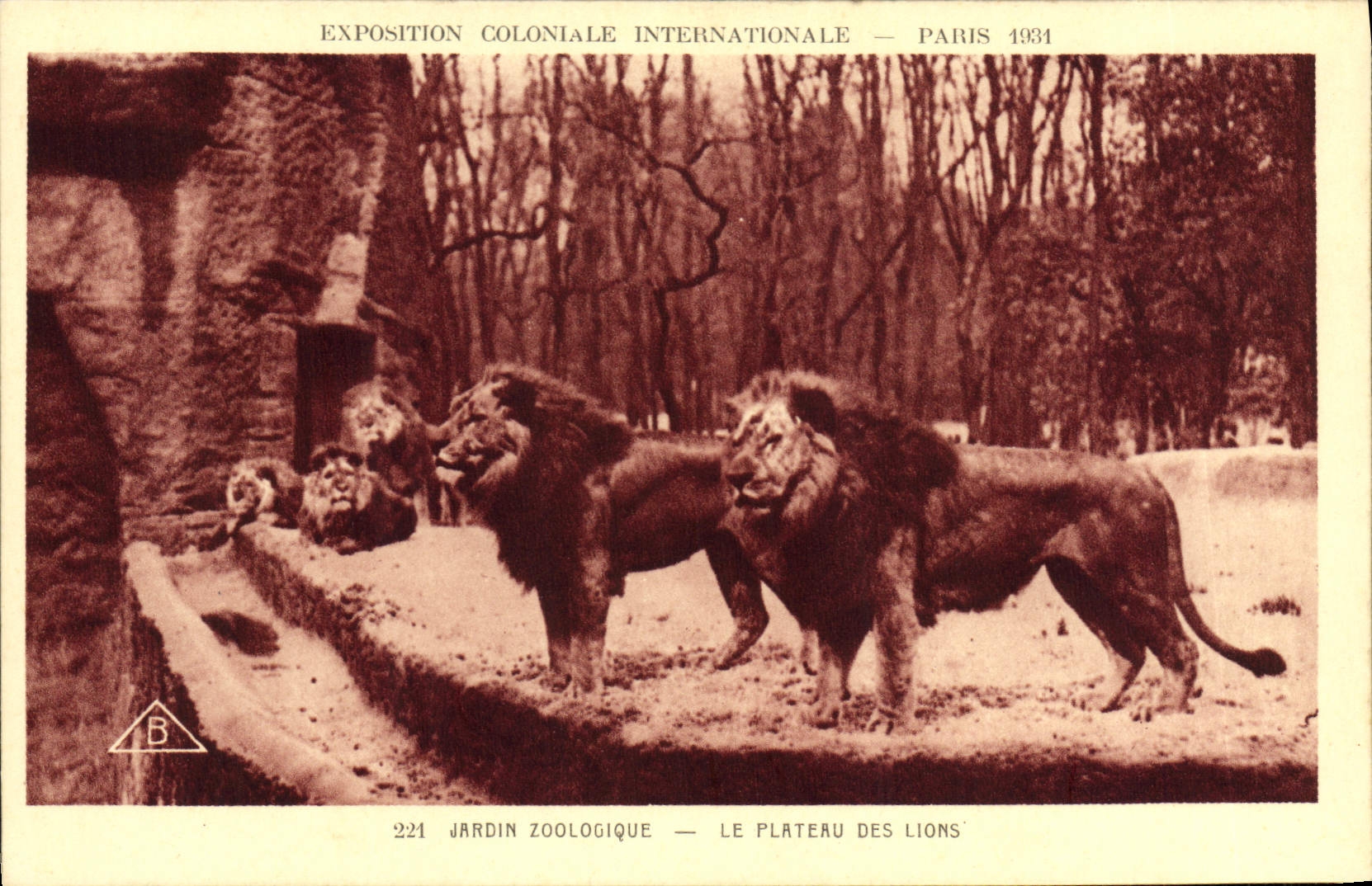 CPA Paris Exposition coloniale internationale 1931 Jardin zoologique Le plateau des lions