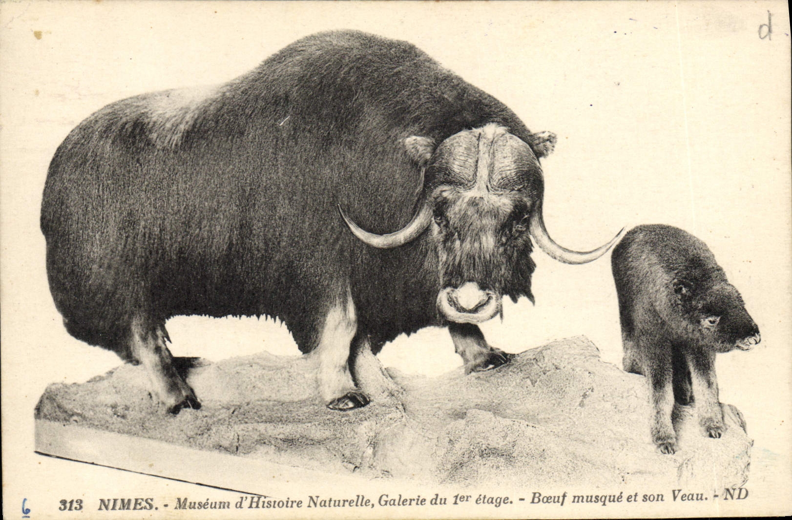 VINTAGE POSTCARD Nimes Museum of Natural history Gallery of the 1st stage Musk ox and its calf