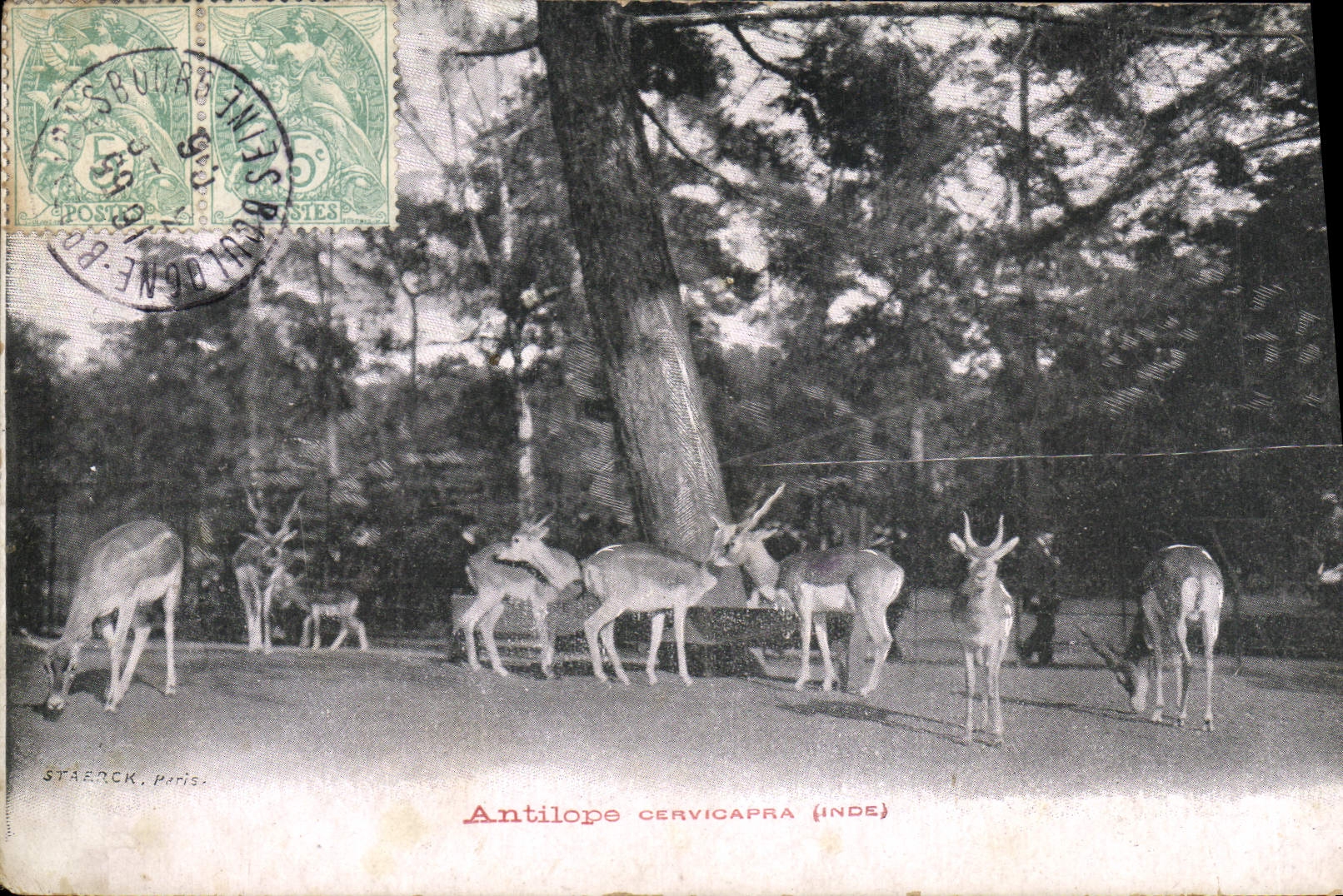 VINTAGE POSTCARD Antelope Cervicapra India