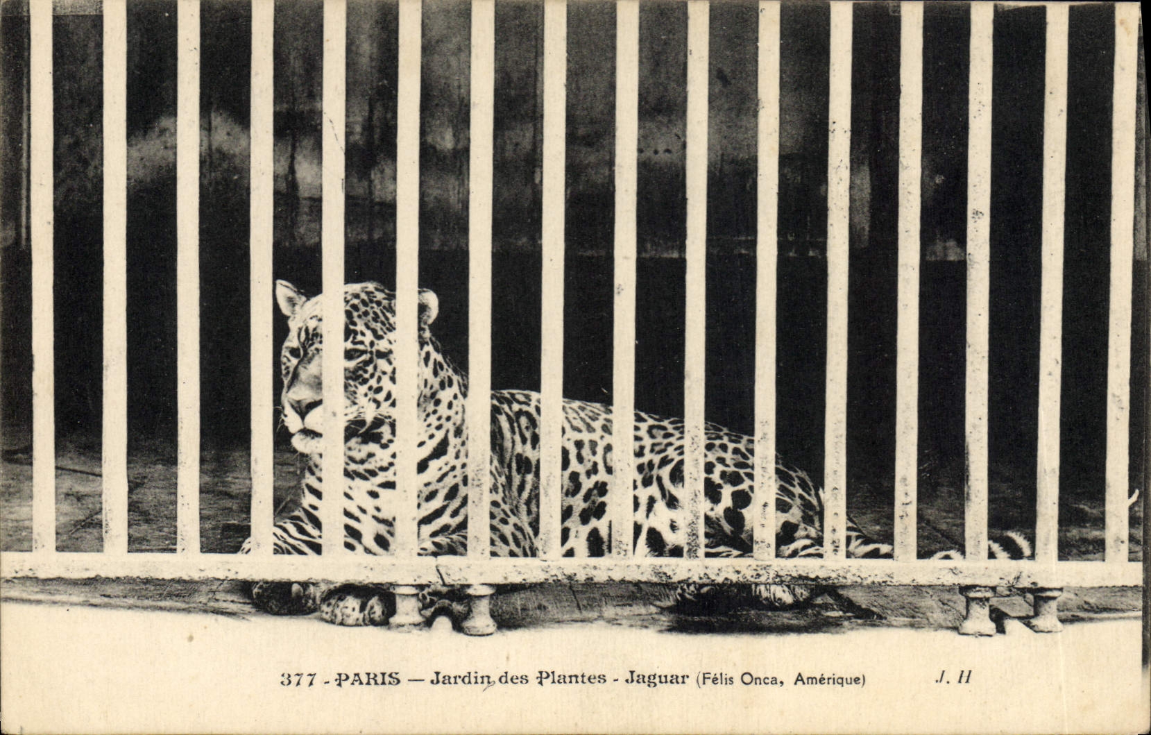 VINTAGE POSTCARD Paris Botanical garden Jaguar
