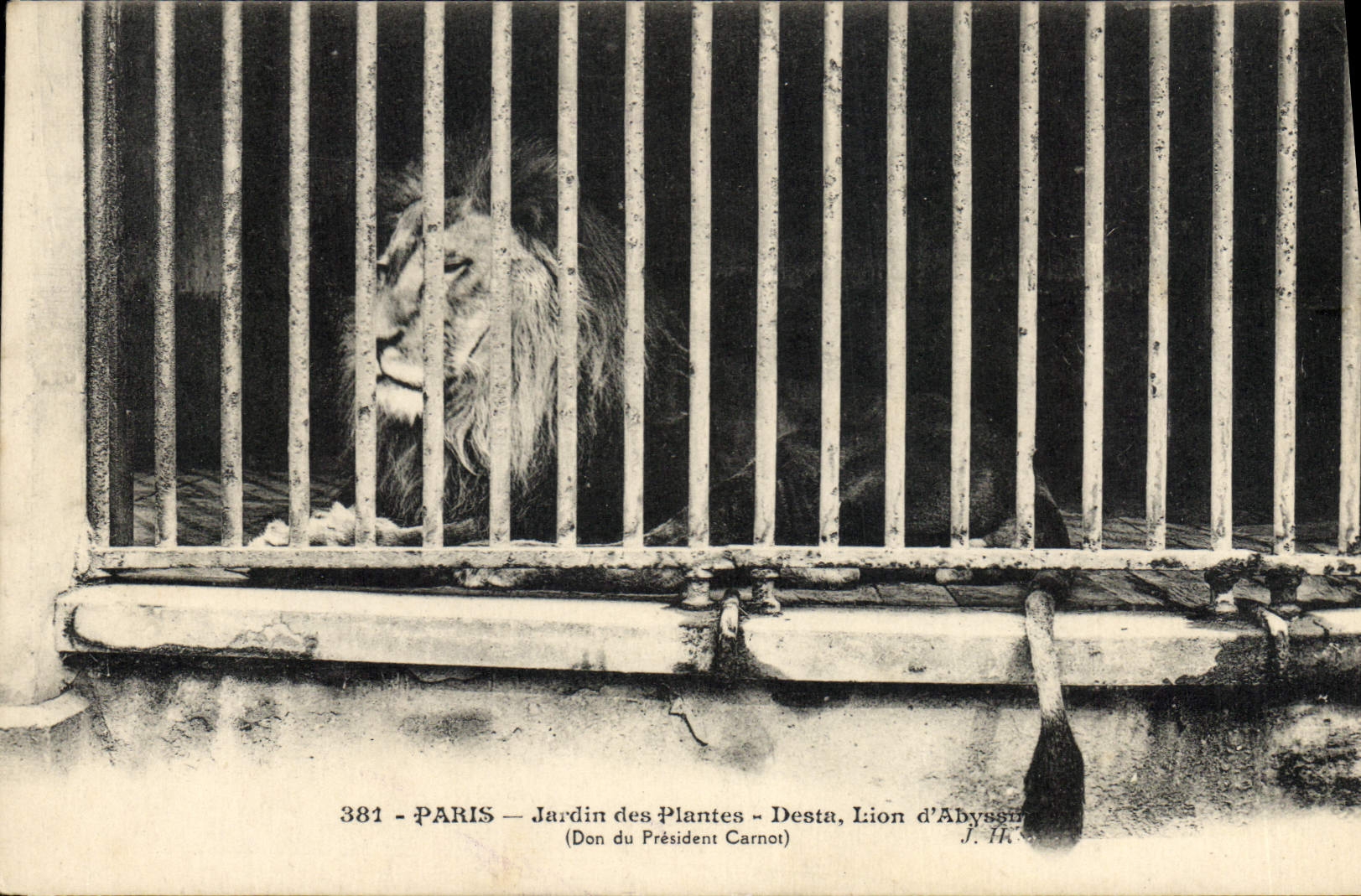 CPA Paris Jardin des plantes Desta Lion d'Abyssinie Don du President Carnot
