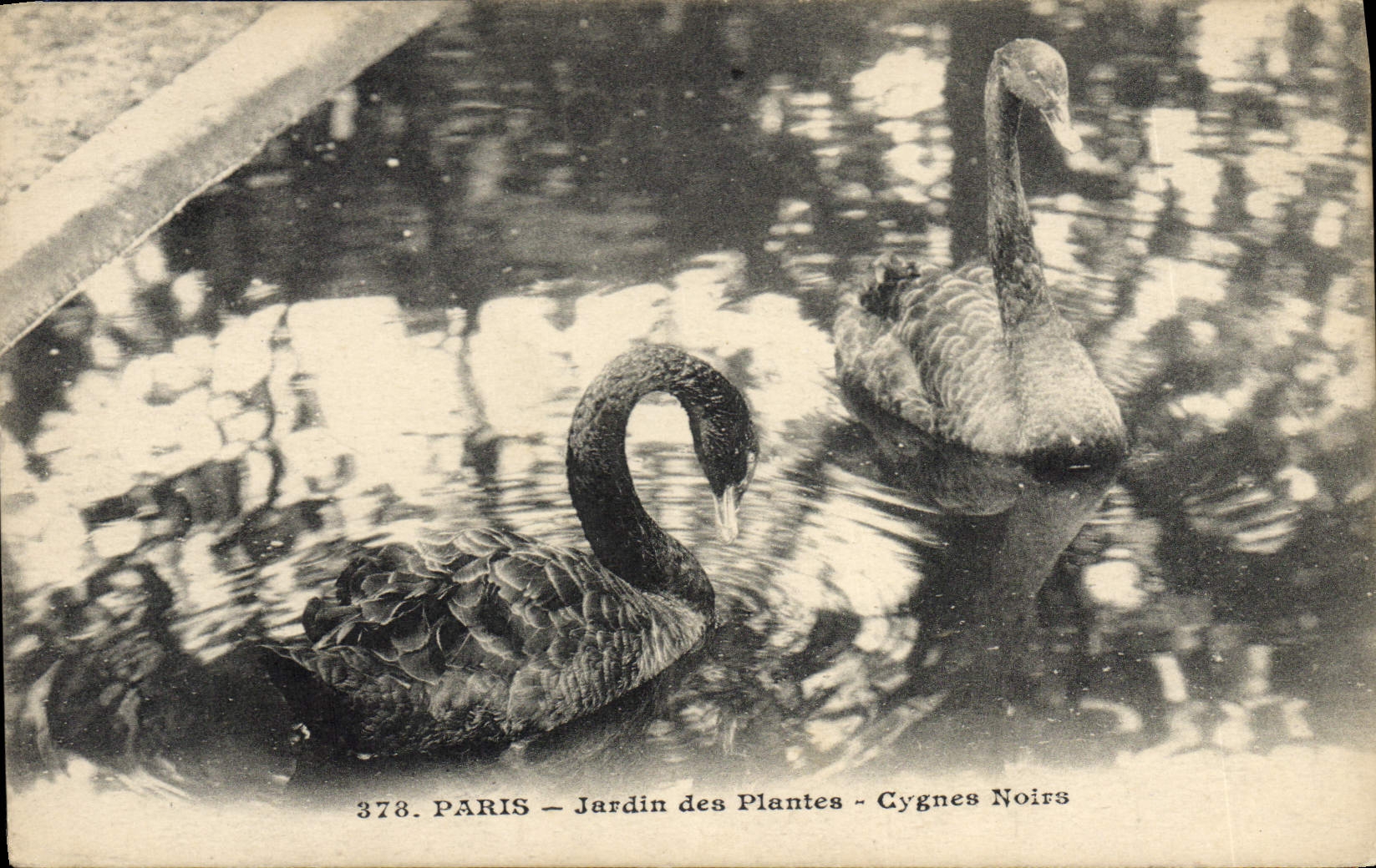 VINTAGE POSTCARD Paris Botanical garden black Swans