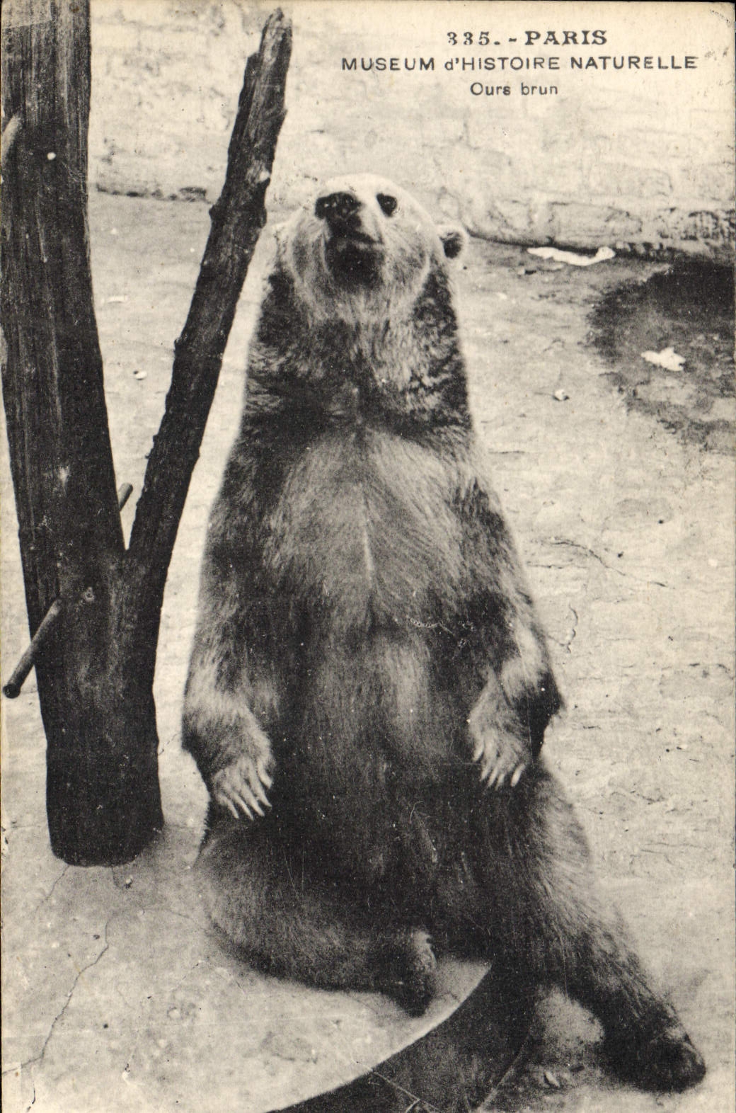 CPA Paris Museum d'histoire naturelle Ours brun
