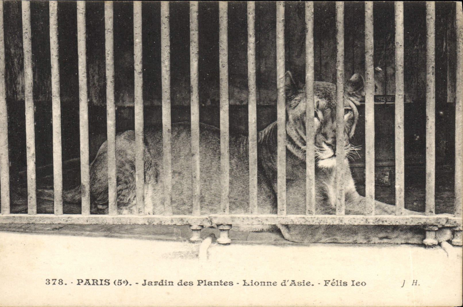 CPA Paris Jardin des plantes Lionne d'Asie Felis Leo Lion