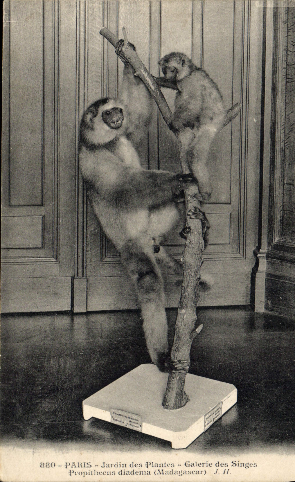 CPA Paris Jardin des plantes Galerie des singes