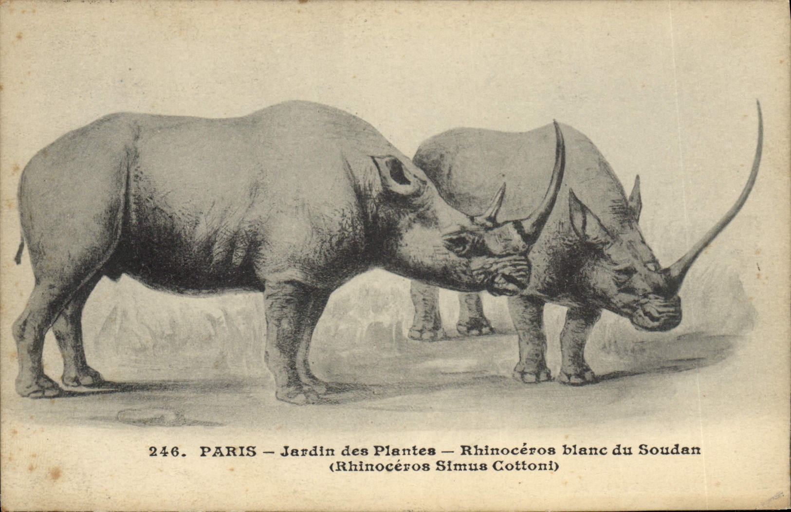 CPA Paris Jardin des plantes Rhinoceros blanc du Soudan 