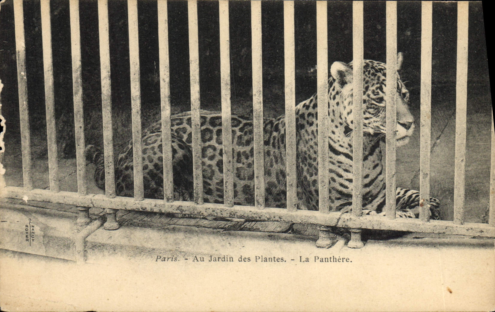 VINTAGE POSTCARD Paris Botanical garden the panther
