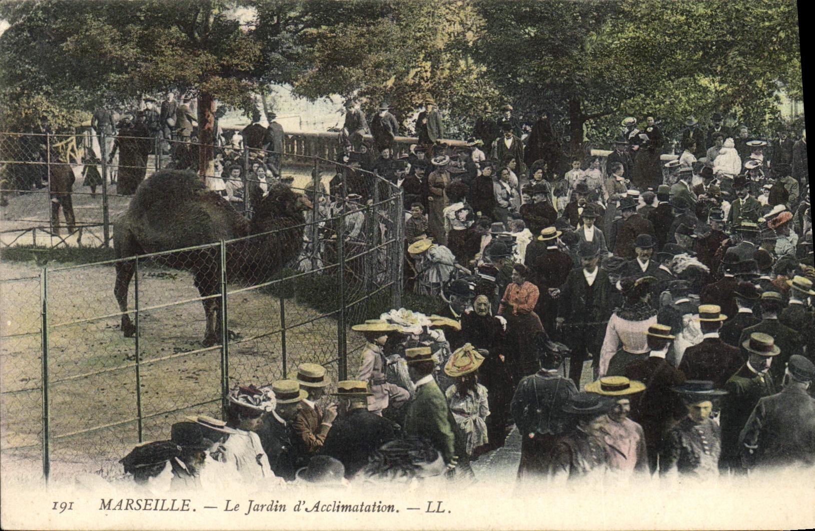 VINTAGE POSTCARD Zoo Marseilles zoological gardens Dromedary
