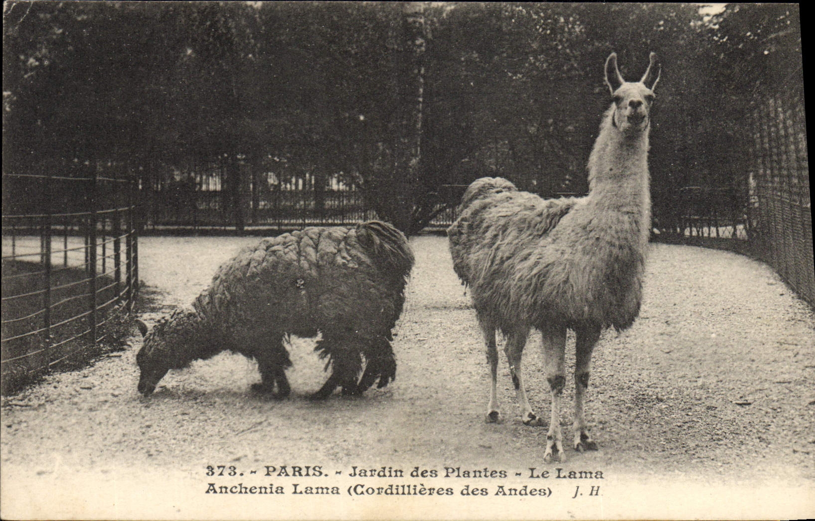 Jardín botánico de París del parque zoológico de la POSTAL de la VENDIMIA el LAMA Cordillieres de Anchenia del LAMA de los Andes Perú Perú