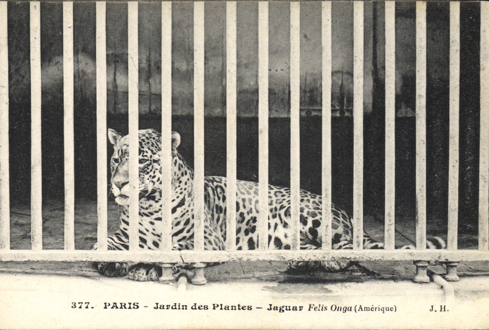 VINTAGE POSTCARD Zoo Paris Botanical garden Jaguar Felis Onga America