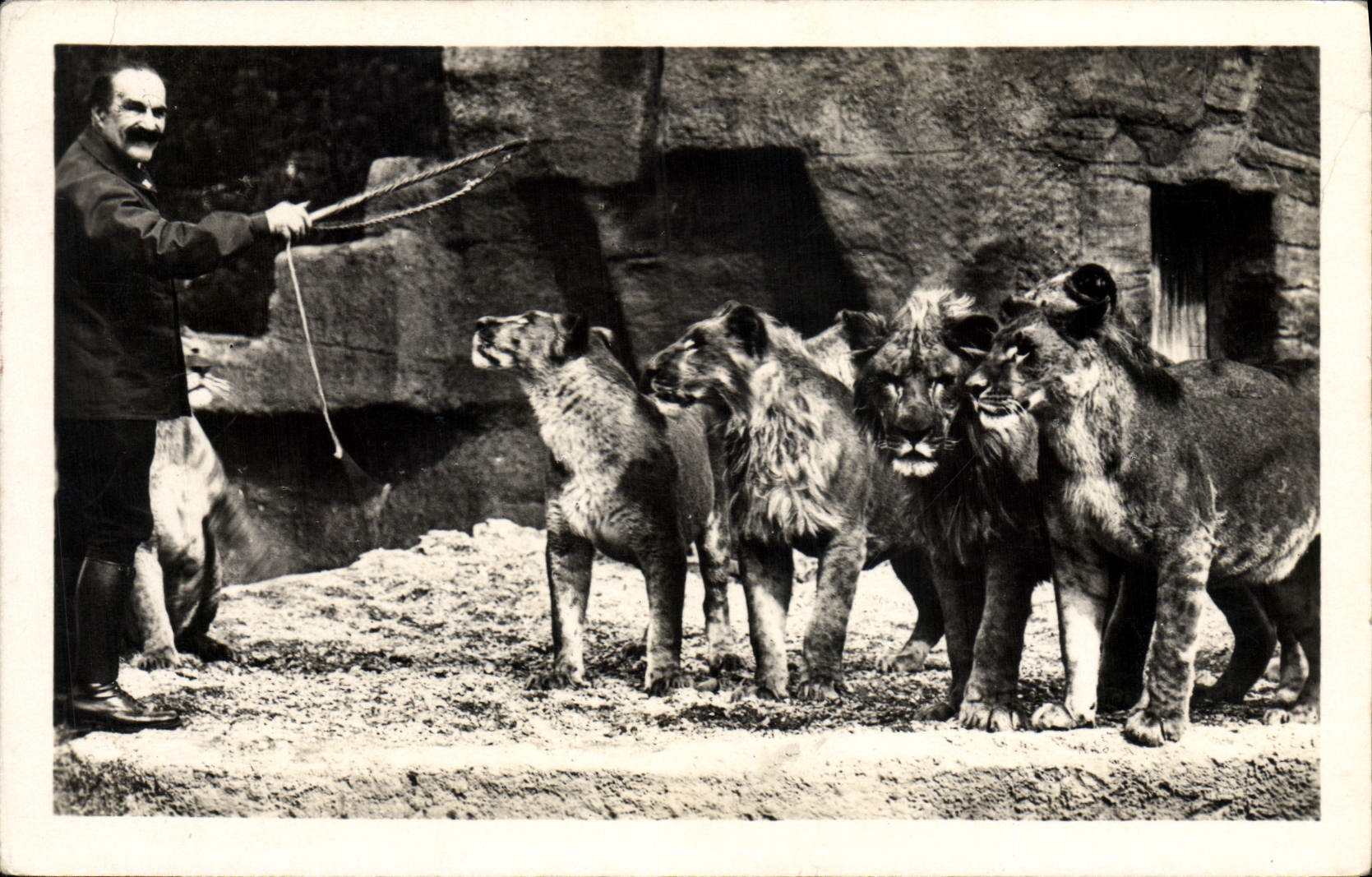 CPA Zoo Parc zoologique du Bois de Vincennes Paris Un groupe de lions devant leur gardien
