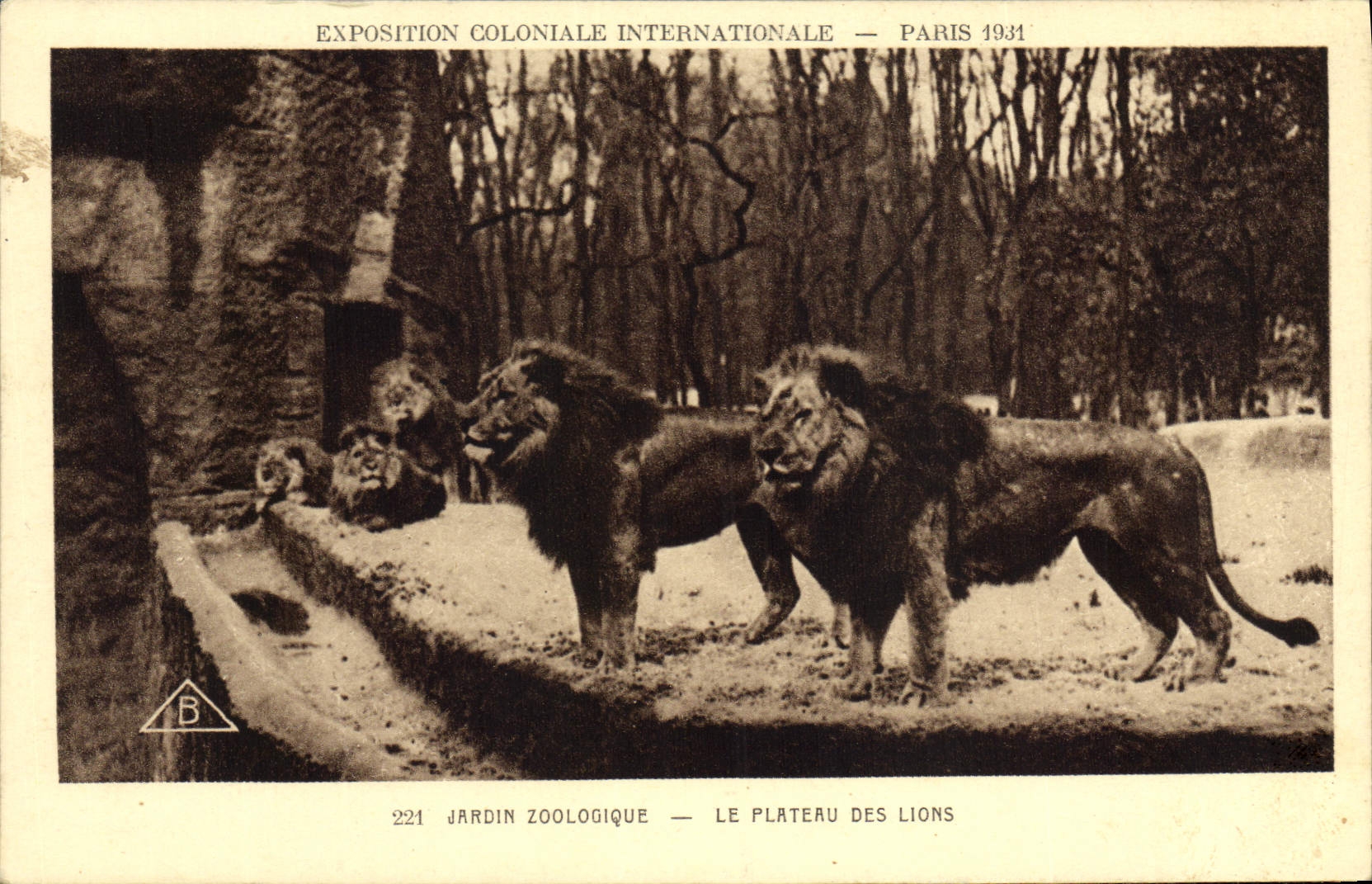 CPA Zoo Paris Exposition coloniale internationale 1931 Jardin zoologique Le plateau des lions