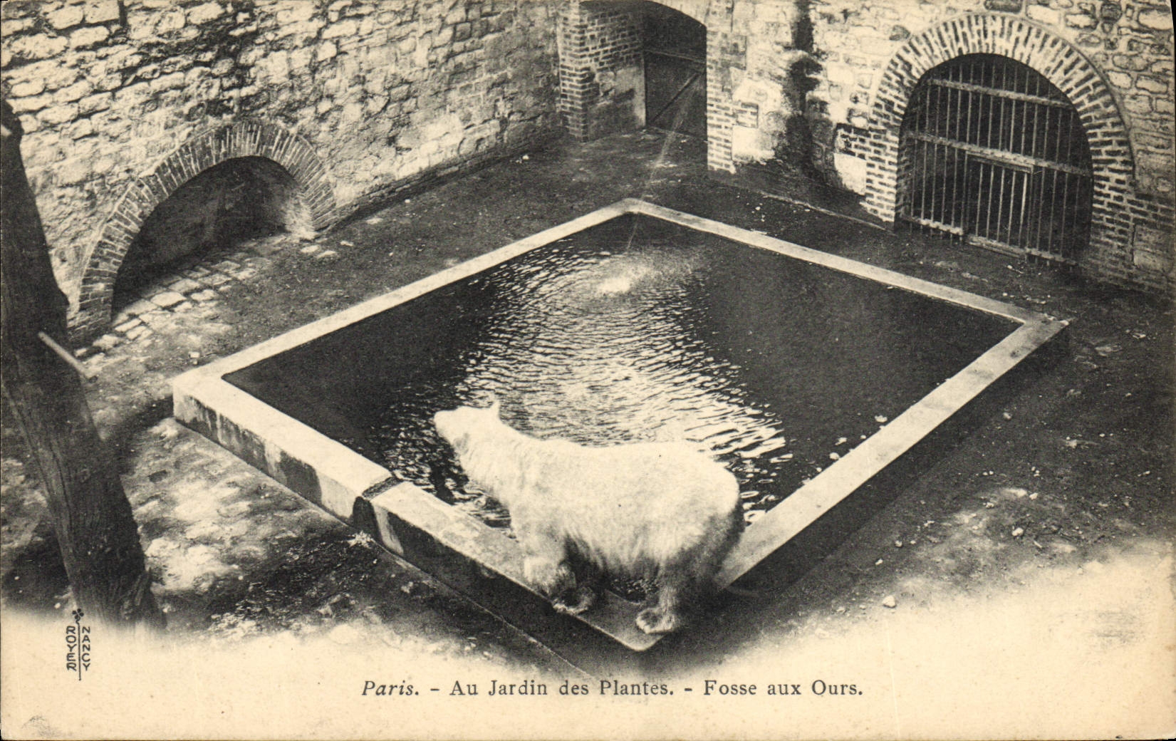 CPA Zoo Paris Au jardin des plantes Fosse aux ours Blancs