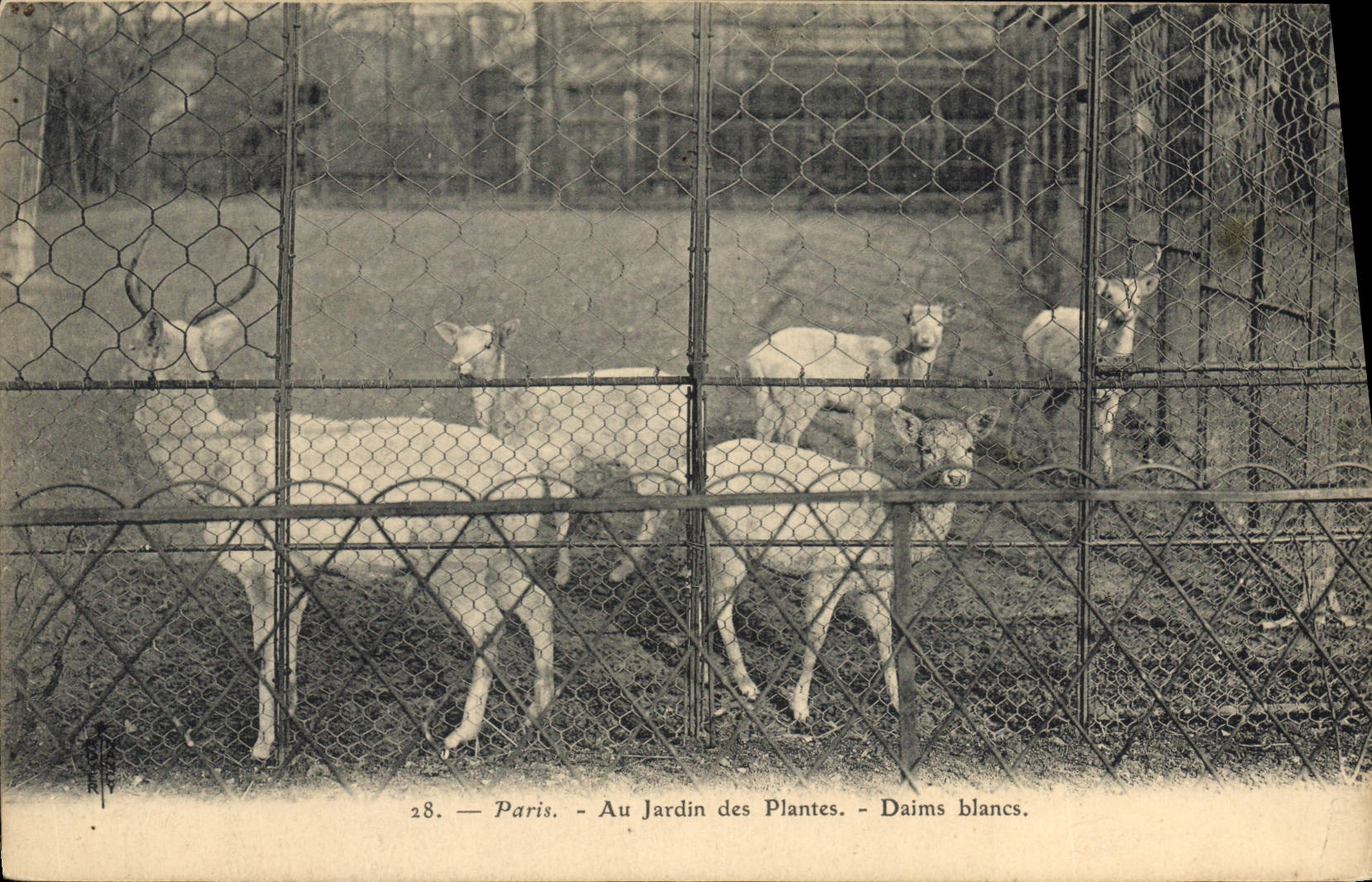 VINTAGE POSTCARD Zoo Paris Botanical garden white Deer