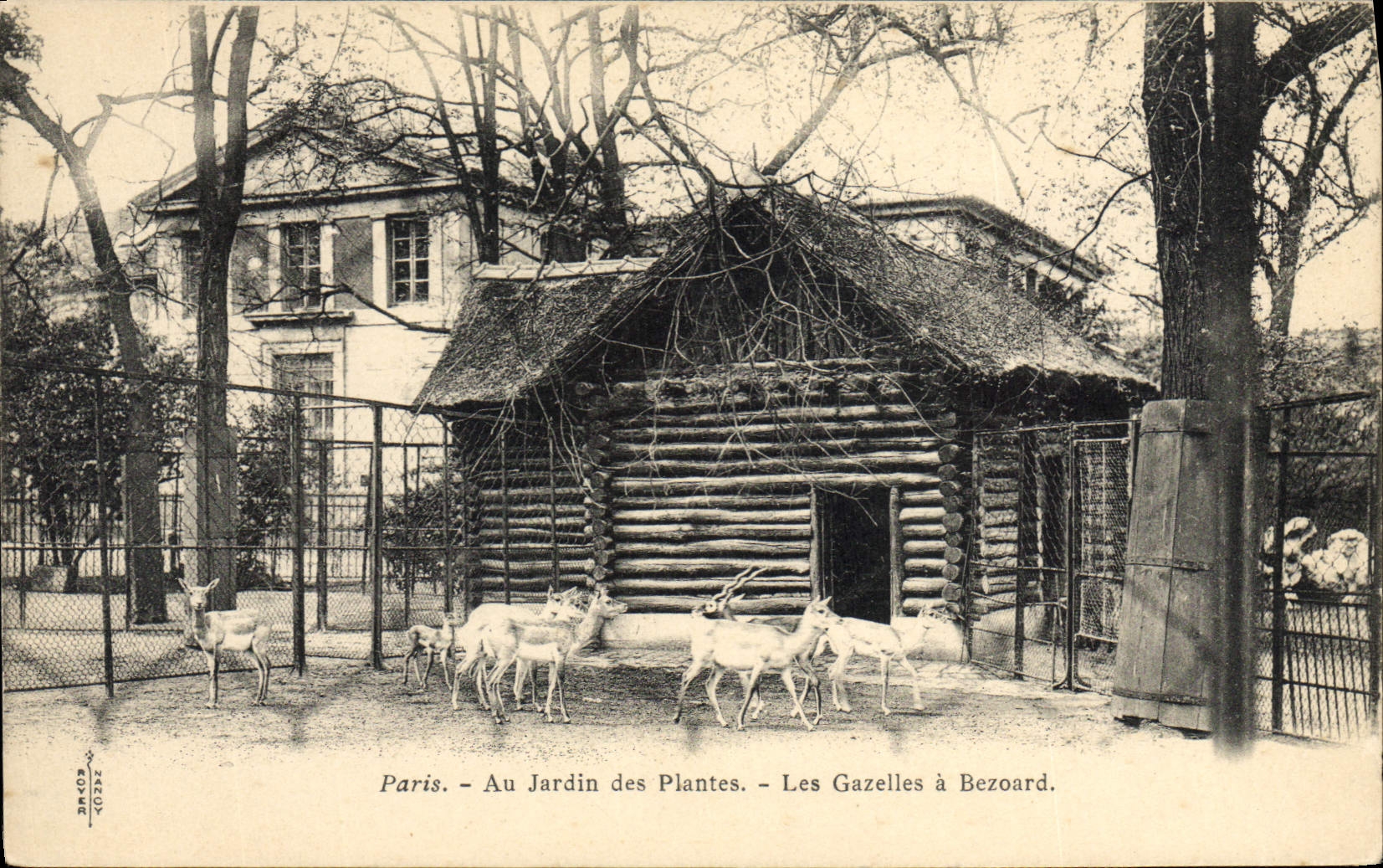 VINTAGE POSTCARD Zoo Paris Botanical garden the gazelles has Bezoard