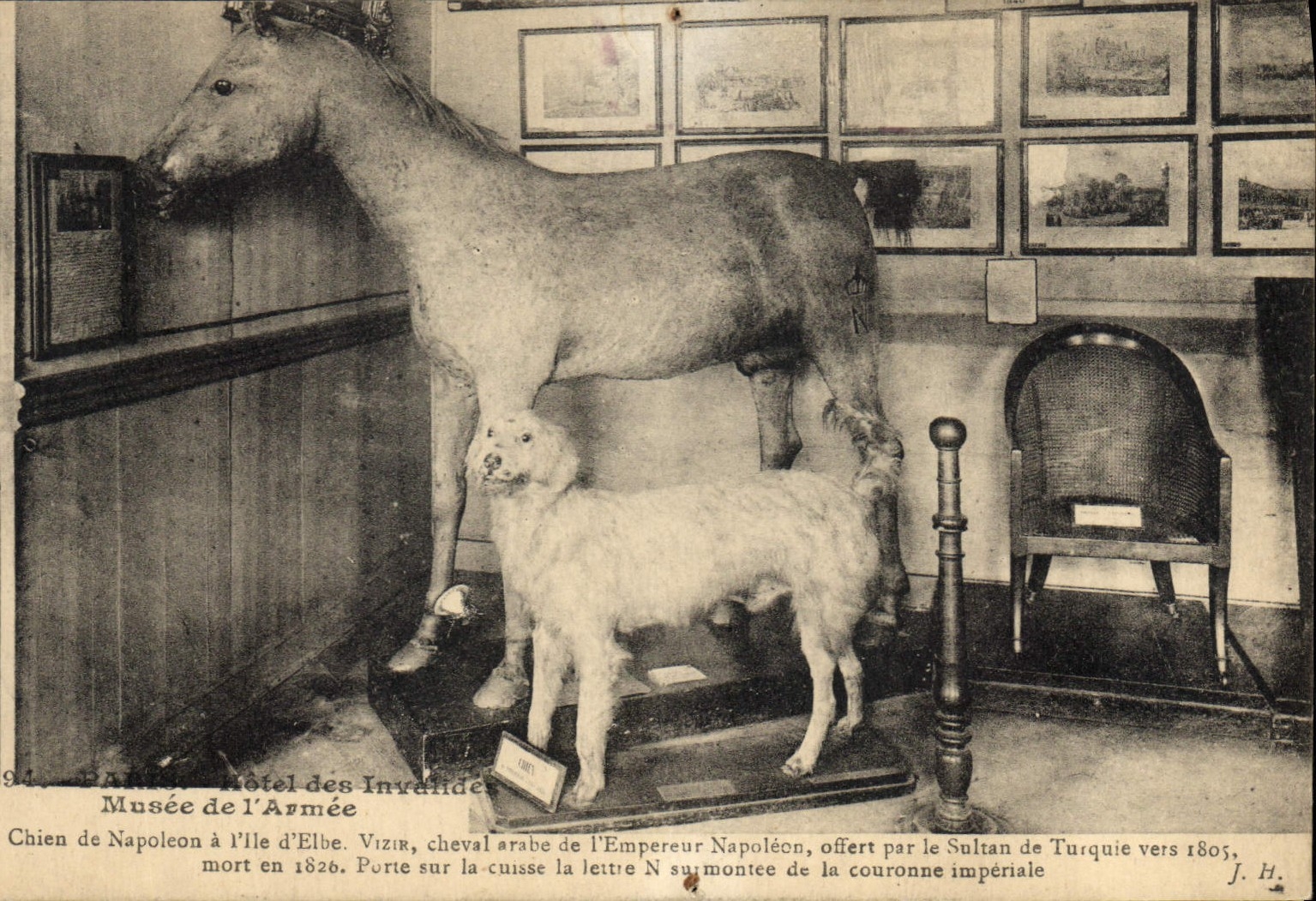 VINTAGE POSTCARD Paris Hotel of the Invalids Museum of the army Dog of Napoleon 1st
