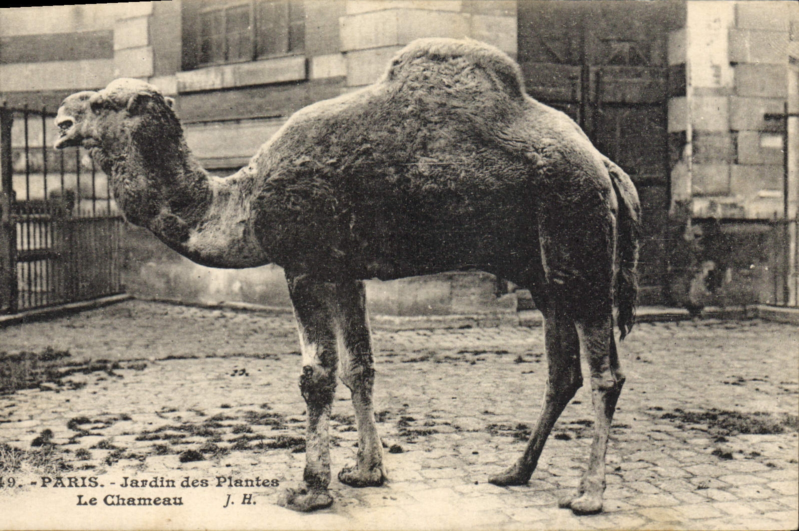 VINTAGE POSTCARD Zoo Paris Botanical garden the camel