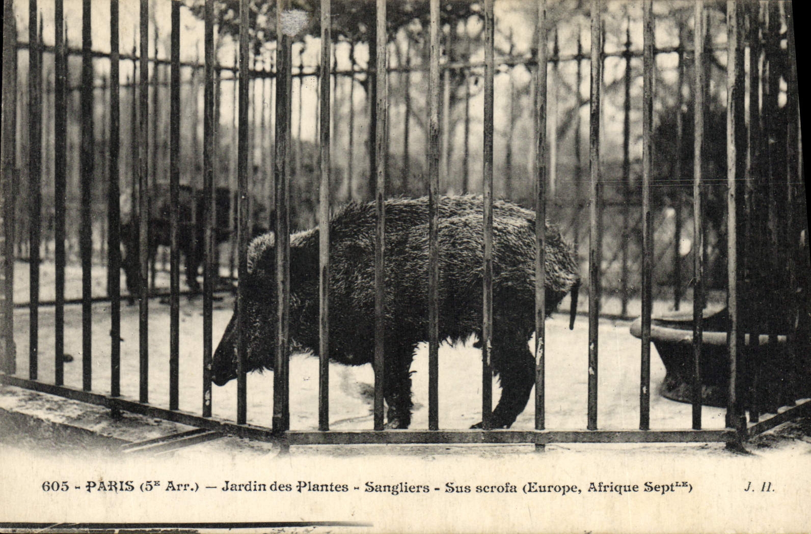 VINTAGE POSTCARD Zoo Paris Botanical garden Known wild boars scrofa Africa