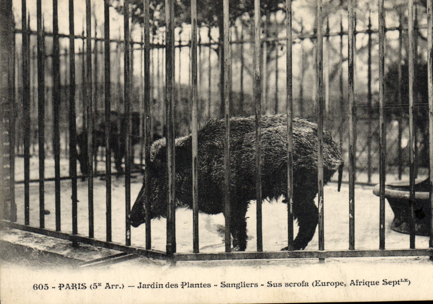 CPA Zoo Paris Jardin des plantes sangliers Sus scrofa Afrique