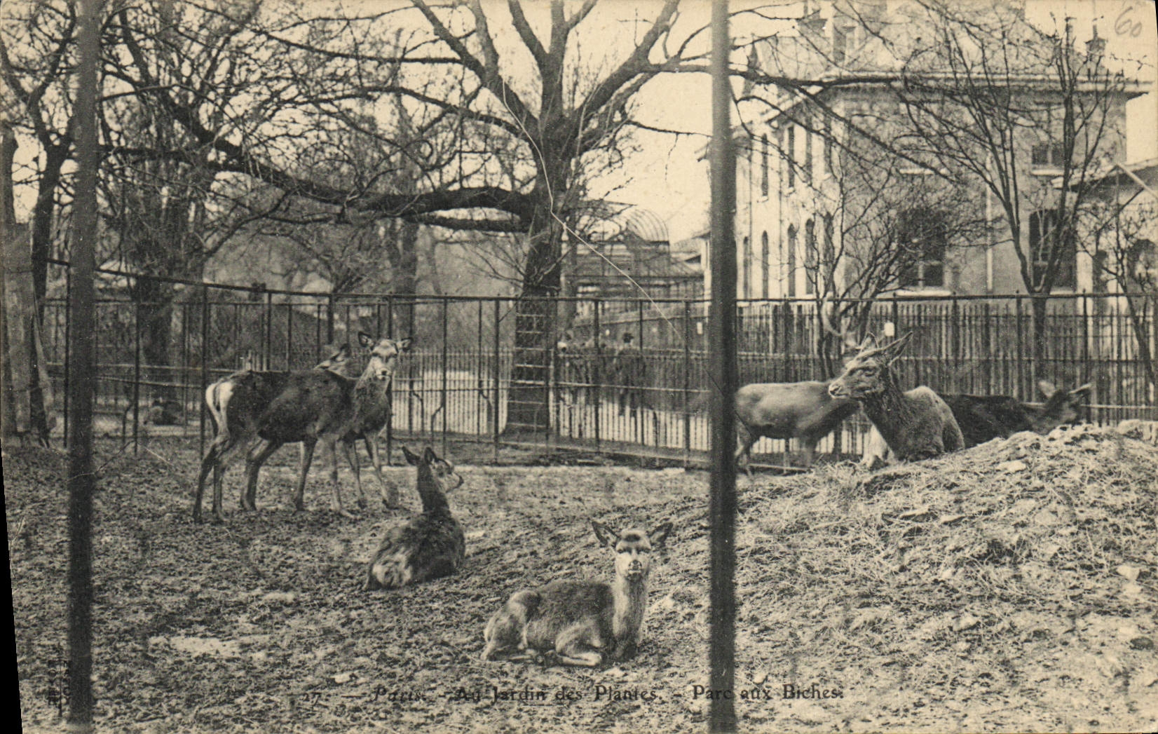CPA Zoo Paris Jardin des plantes Parc aux biches
