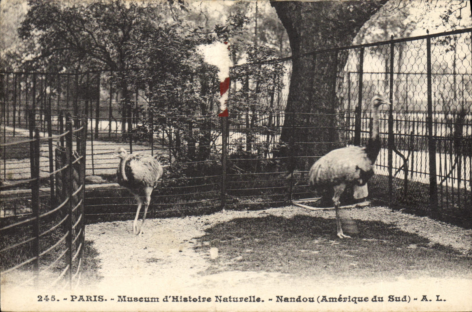 VINTAGE POSTCARD Zoo Paris Museum of Natural history Nandou America of the South