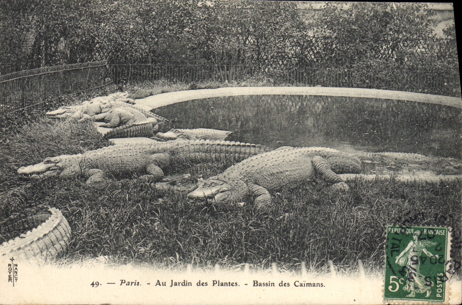 VINTAGE POSTCARD Zoo Paris Botanical garden Basin of the caimans Crocodile Caiman