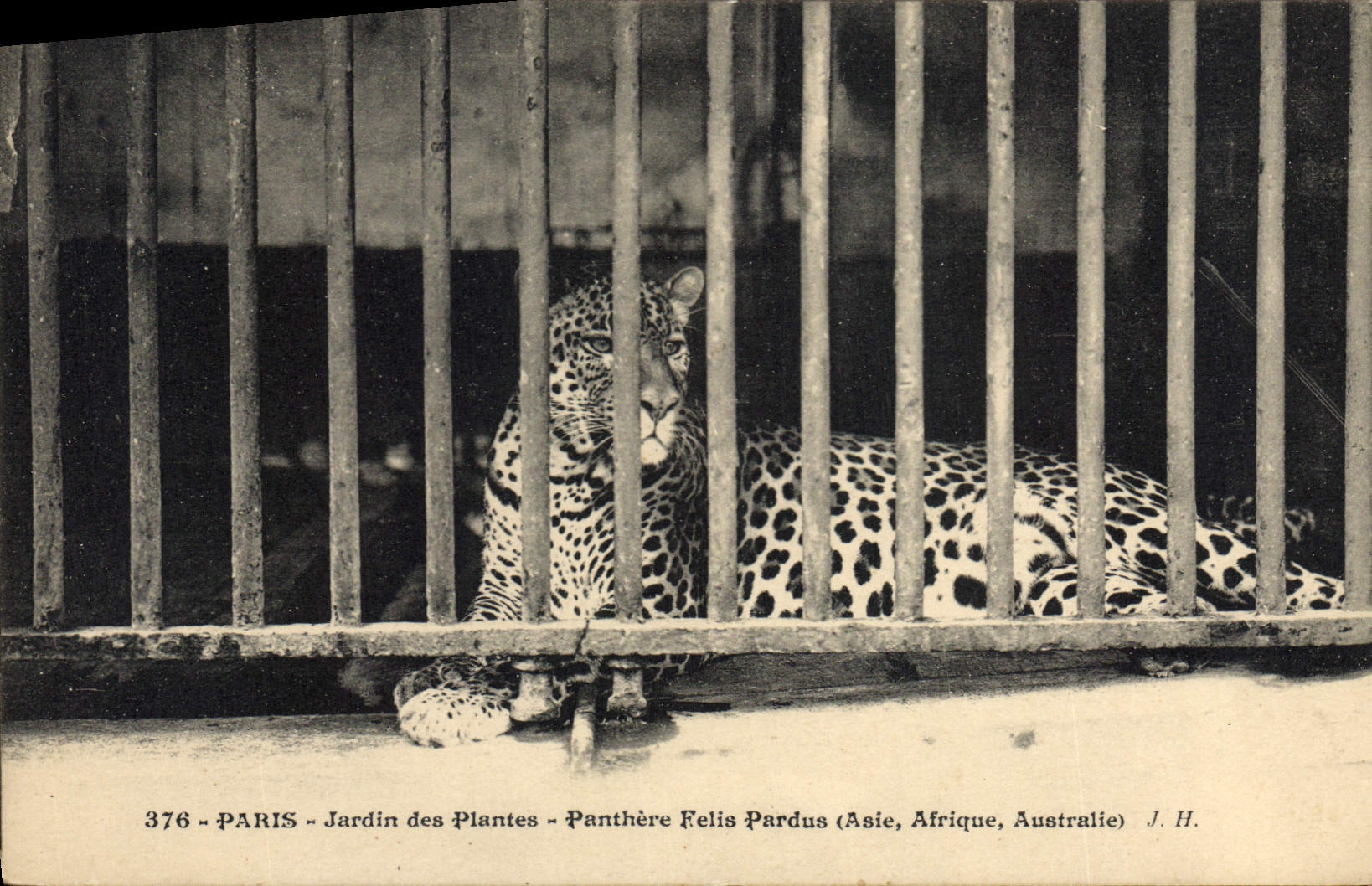 VINTAGE POSTCARD Zoo Paris Botanical garden Panther Felis Pardus Asia Africa Australia