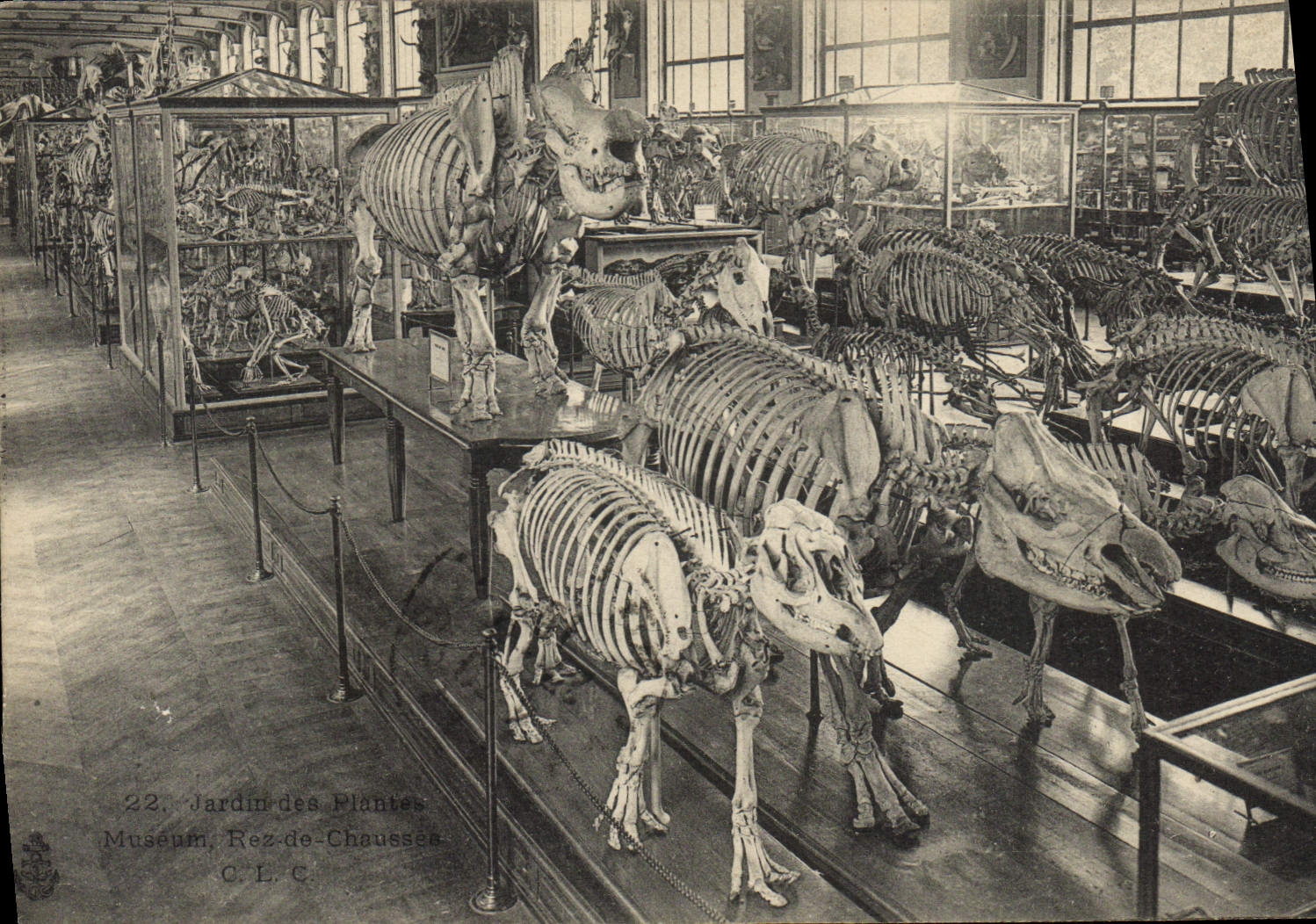 VINTAGE POSTCARD Zoo Paris Botanical garden Rez Museum of roadway Dinosaurs