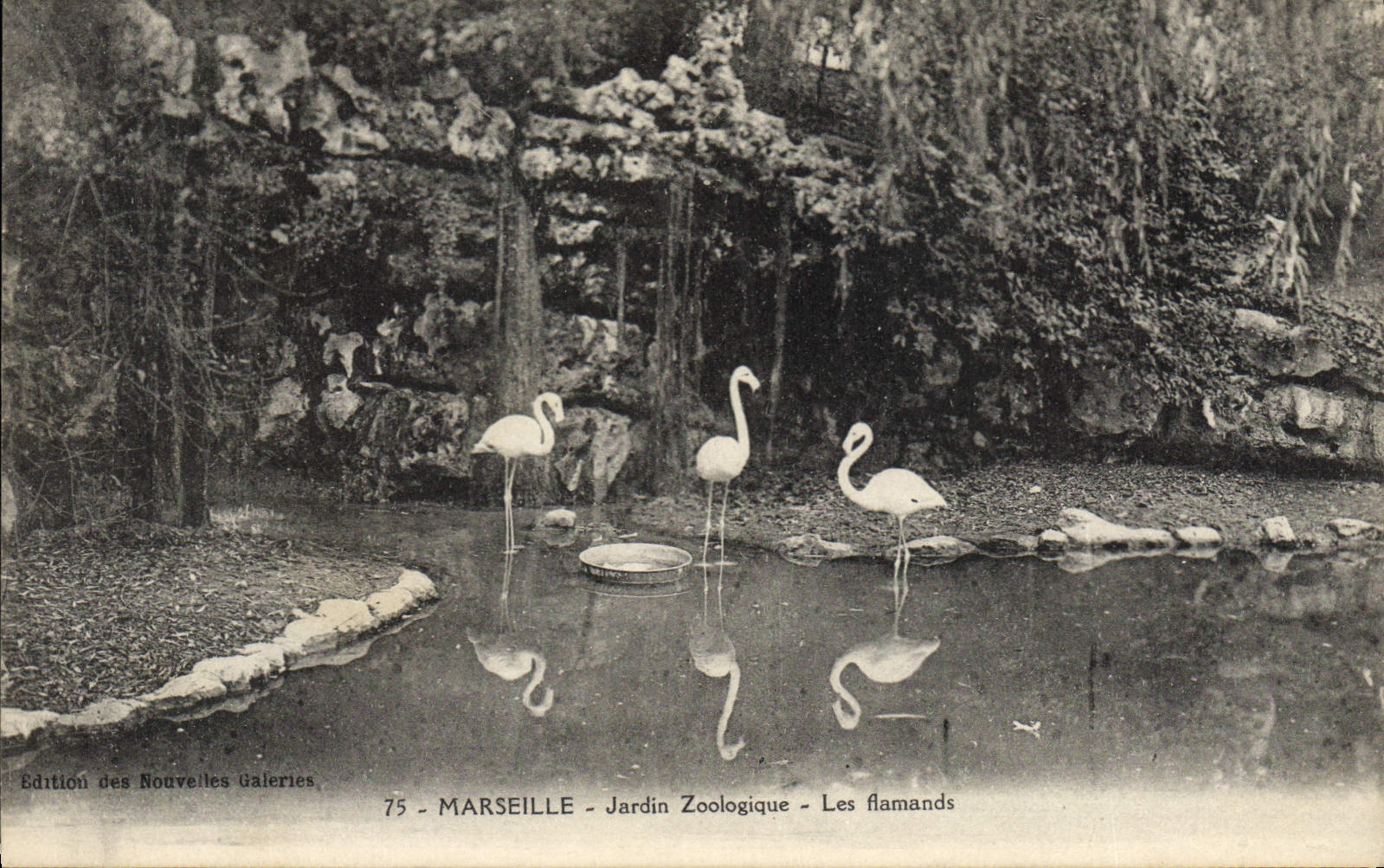 VINTAGE POSTCARD Zoo Marseilles Zoological garden Flemish