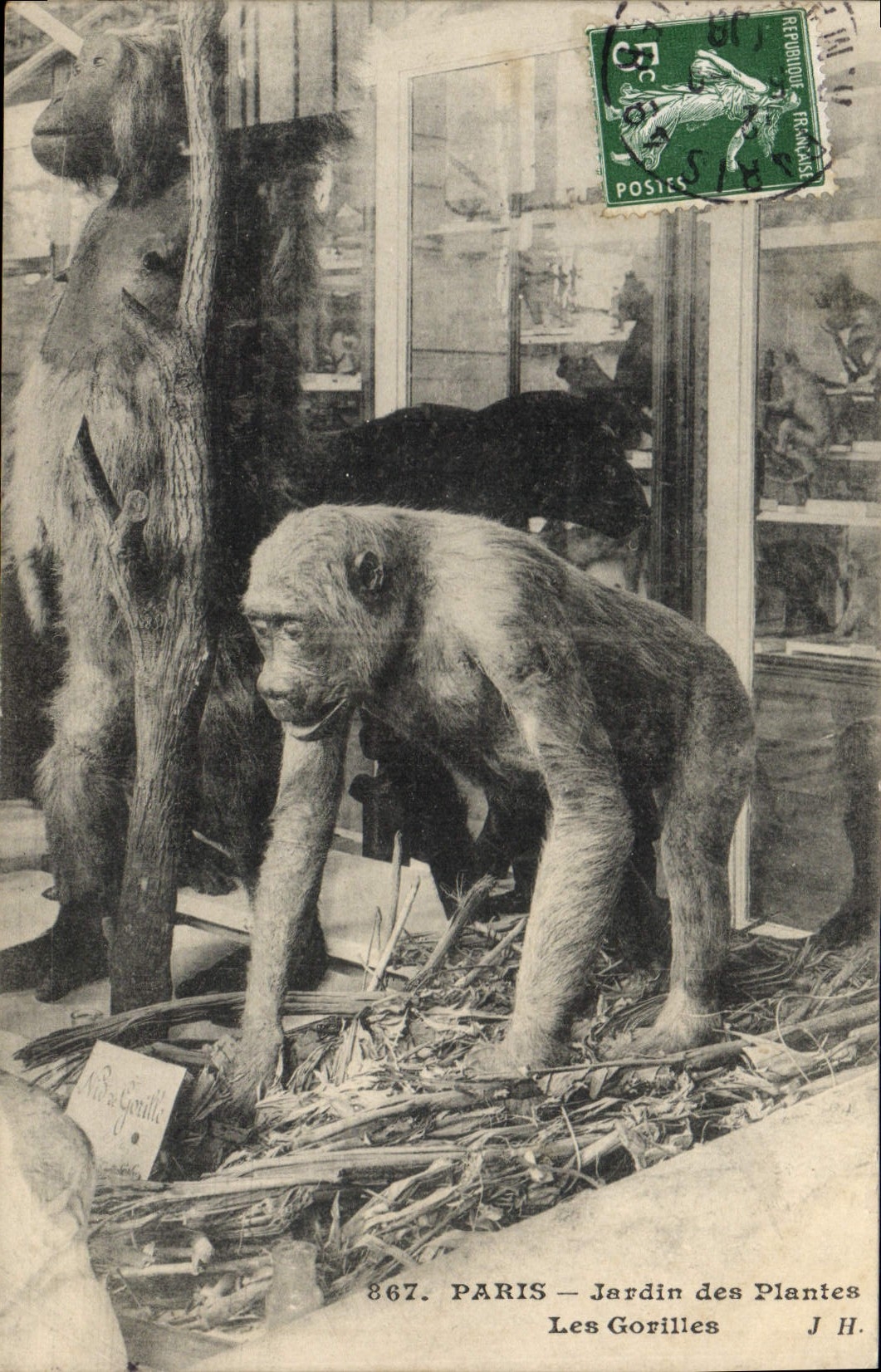 CPA Paris Jardin des Plantes Les gorilles Singe