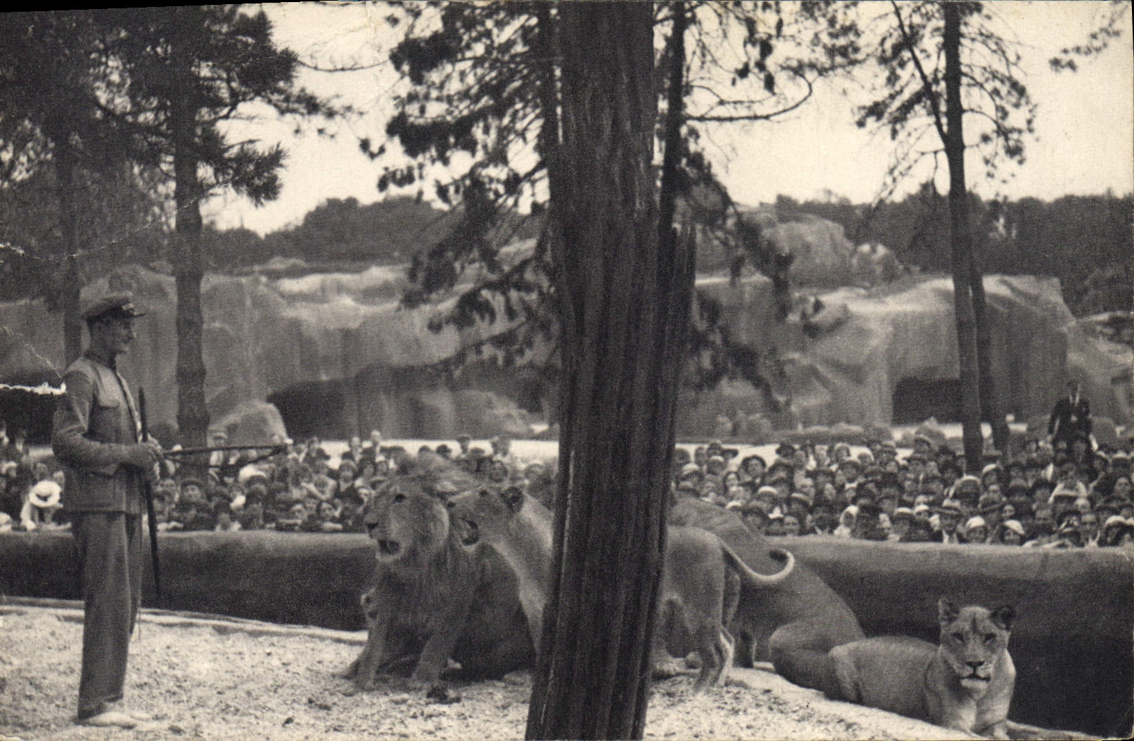 CPA Parc zoologique du Bois de Vincennes Paris le travail des lions sur leur plateau