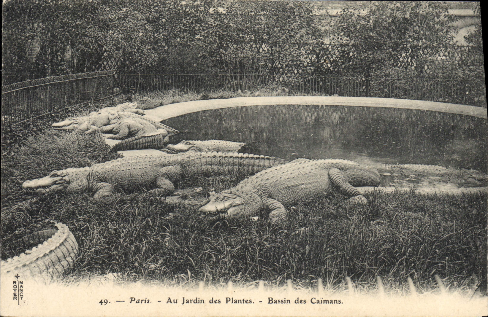 VINTAGE POSTCARD Paris Botanical garden Basin of the caimans Crocodile Caiman