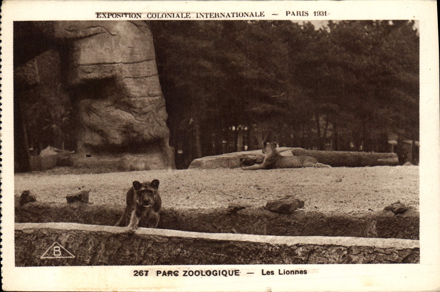 CPA Paris Exposition coloniale internationale 1931 Parc zoologique Les lionne slion
